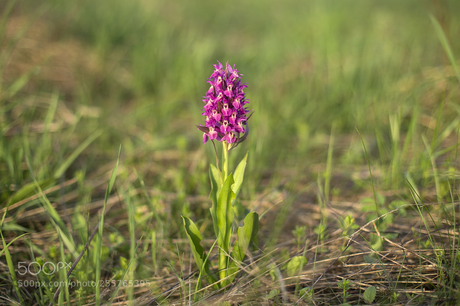 Canon EOS 6D sample photo. Dactylorhiza sambucina l photography