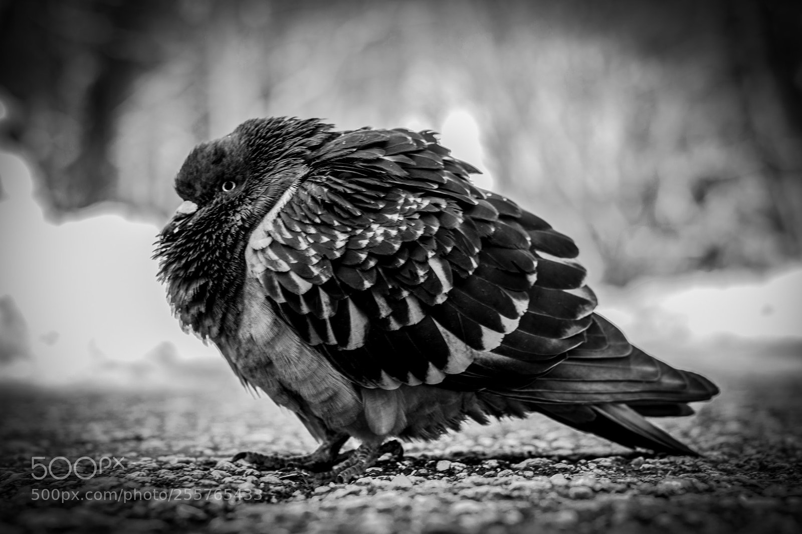 Nikon D7100 sample photo. Untitled photography