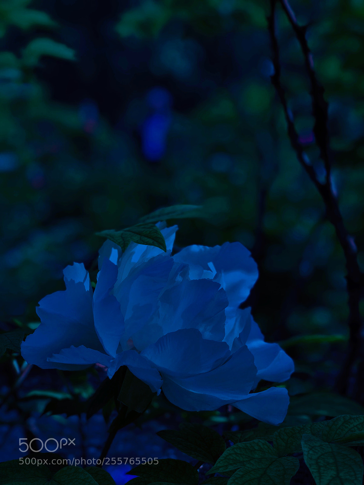 Apple iPhone X sample photo. Flower under the moon photography
