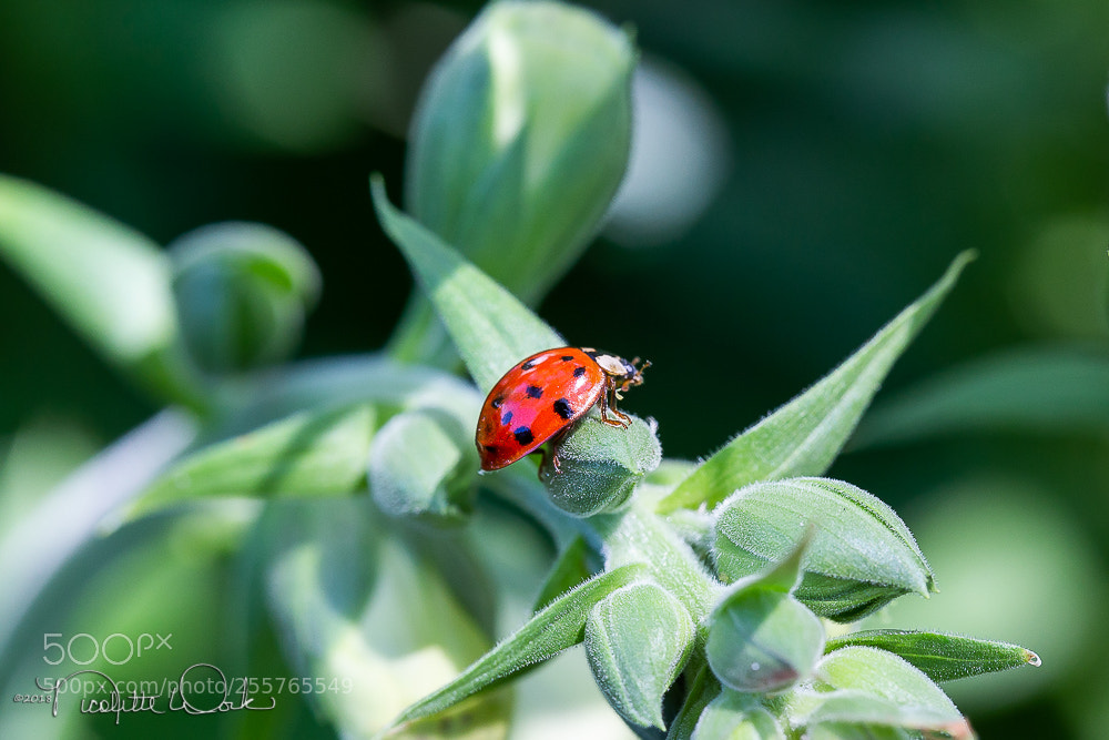 Canon EOS 6D sample photo. Ladybug photography