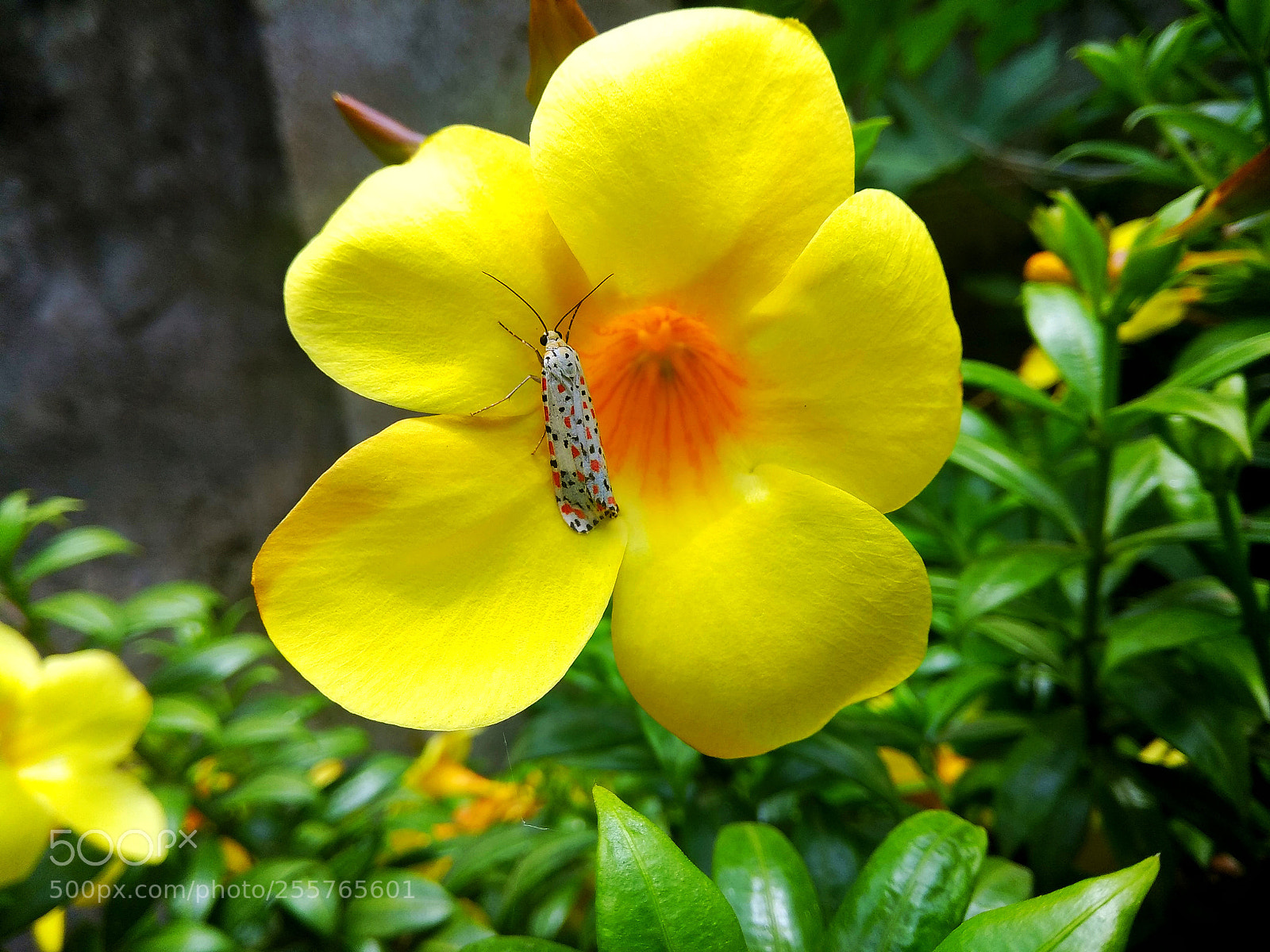 Xiaomi Redmi Note 4 sample photo. Untitled photography