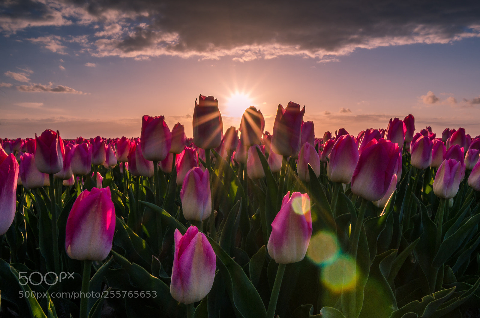 Nikon D7000 sample photo. Tulips enjoying sunset photography