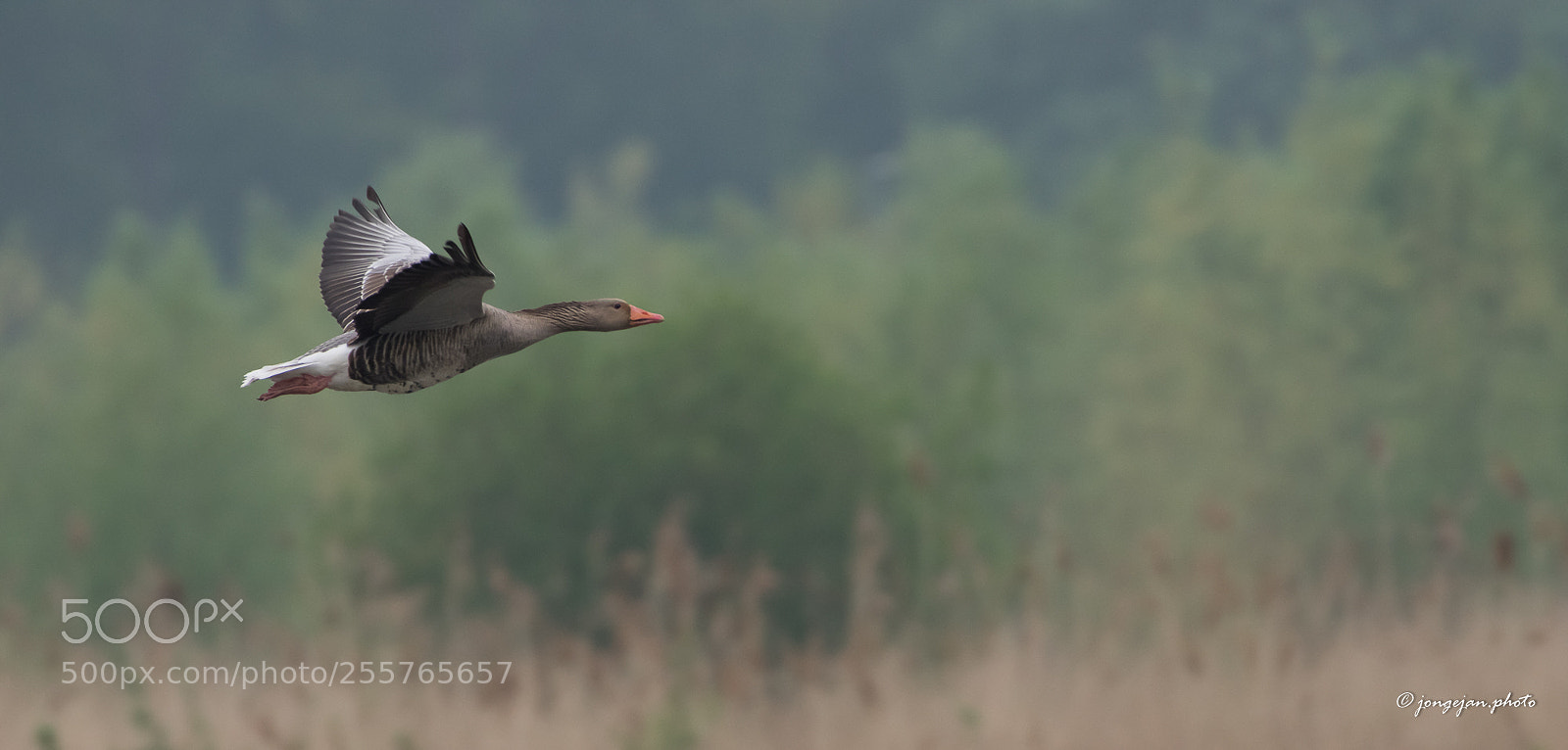 Pentax K-3 II sample photo. Greylag goose photography