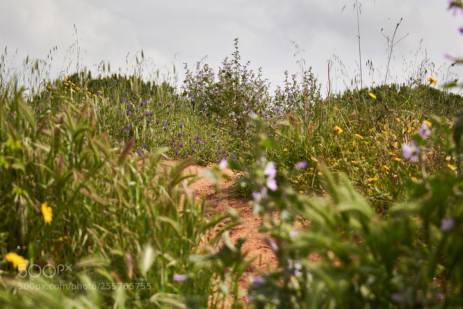 Nikon D5300 sample photo. Albufeira photography