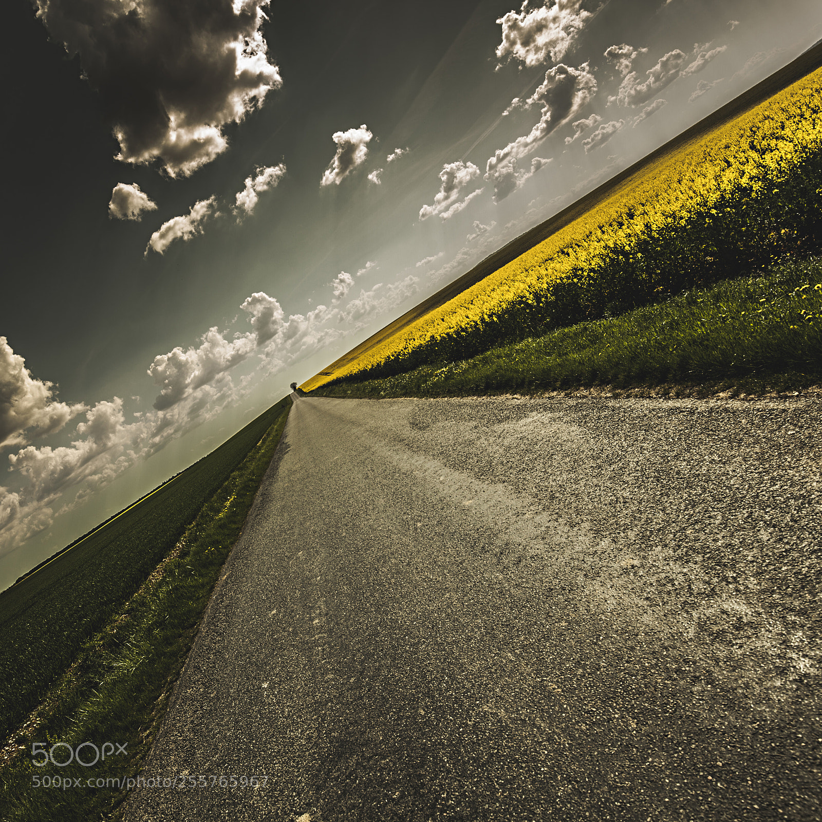 Canon EOS 5D Mark II sample photo. Colza shape photography