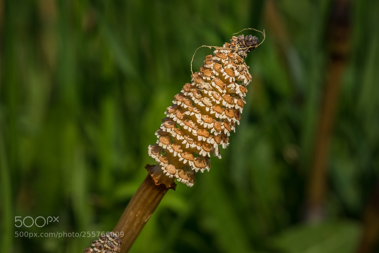 Fujifilm X-T1 sample photo. Sporen hre des acker photography