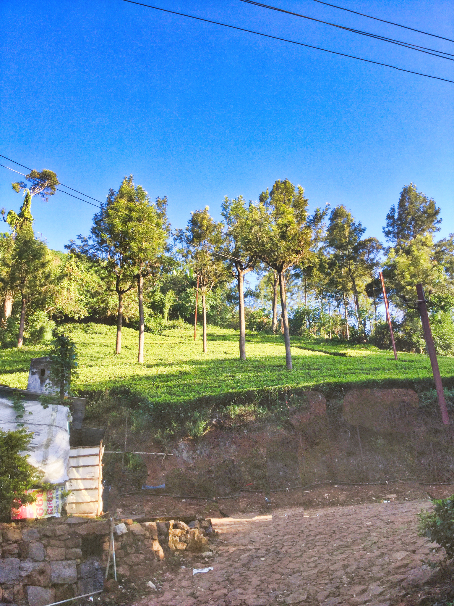 Apple iPad sample photo. Tea garden photography
