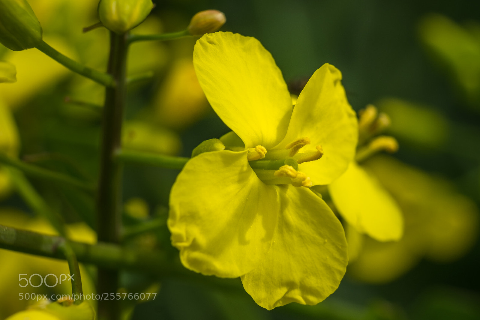 Fujifilm X-T1 sample photo. Raps (brassica napus) photography