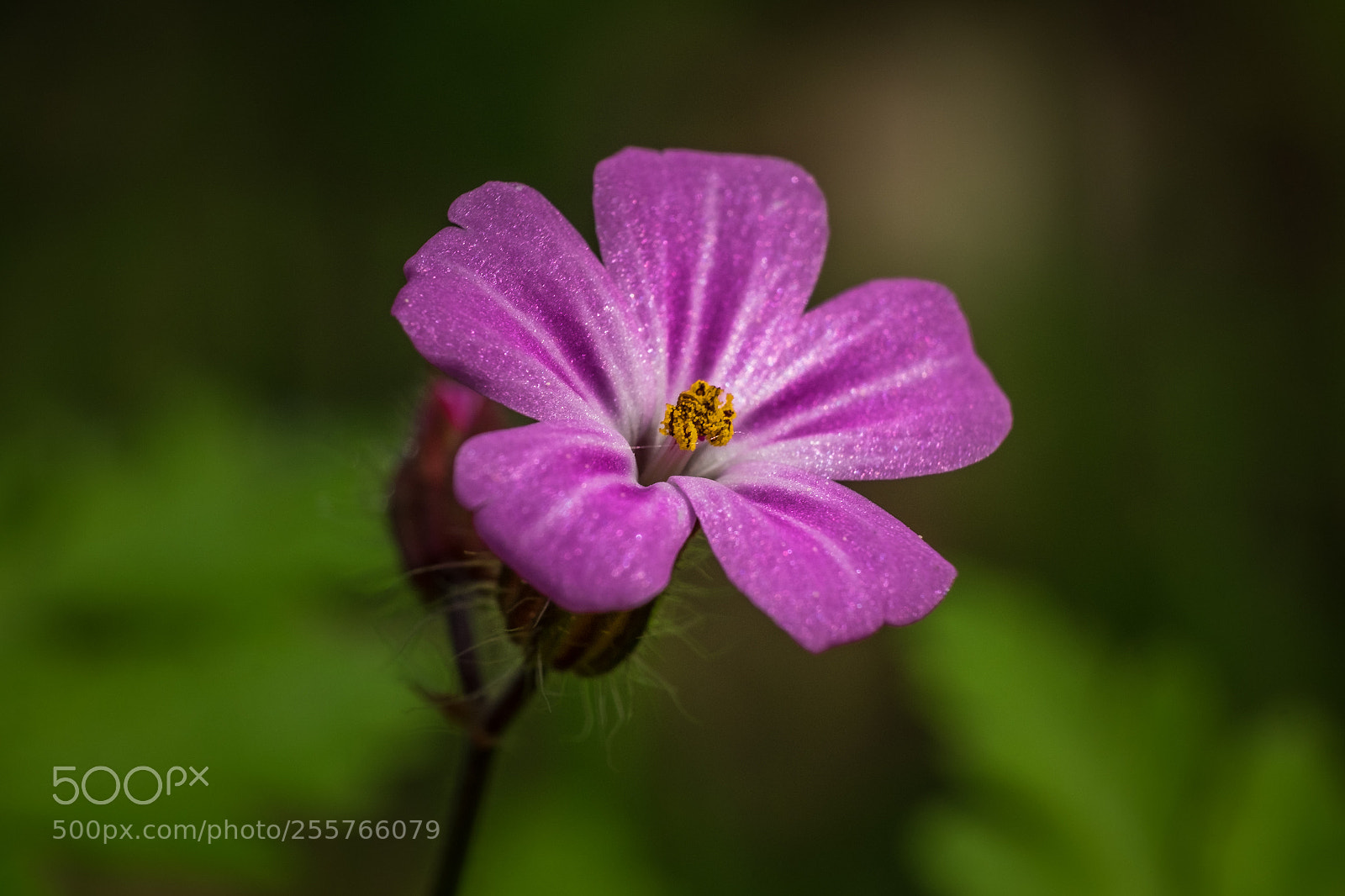 Fujifilm X-T1 sample photo. Ruprechtskraut (geranium robertianum) photography