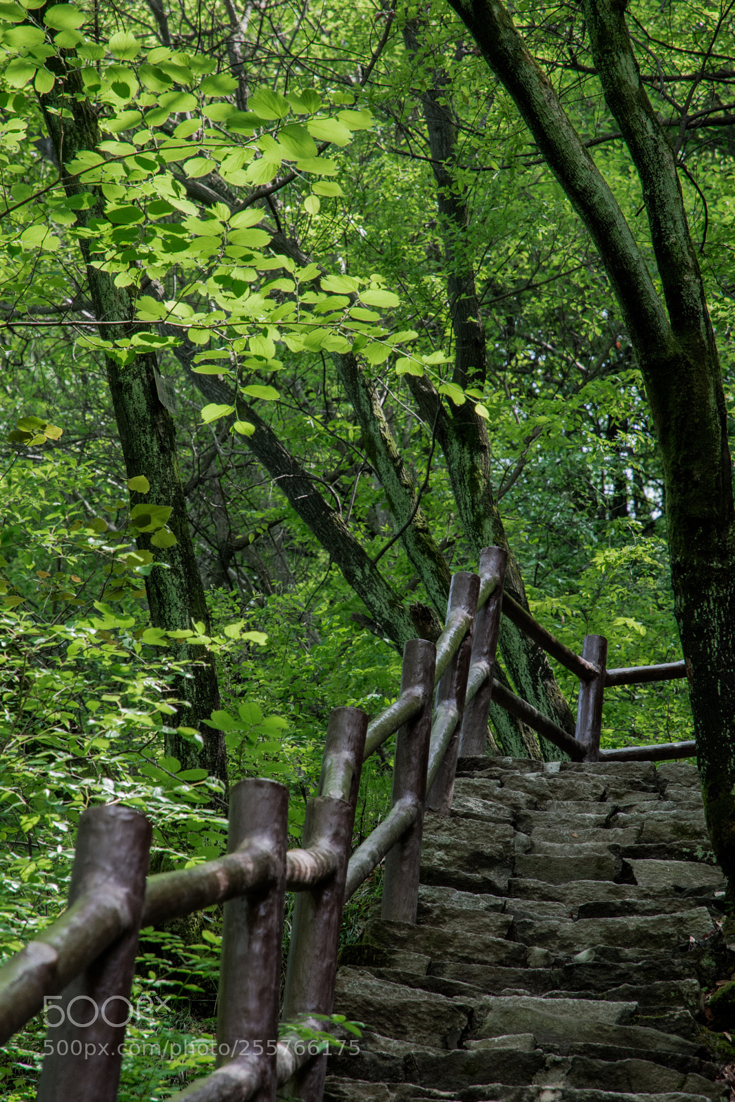 Nikon D7200 sample photo. 秦岭九龙潭登山台阶 photography