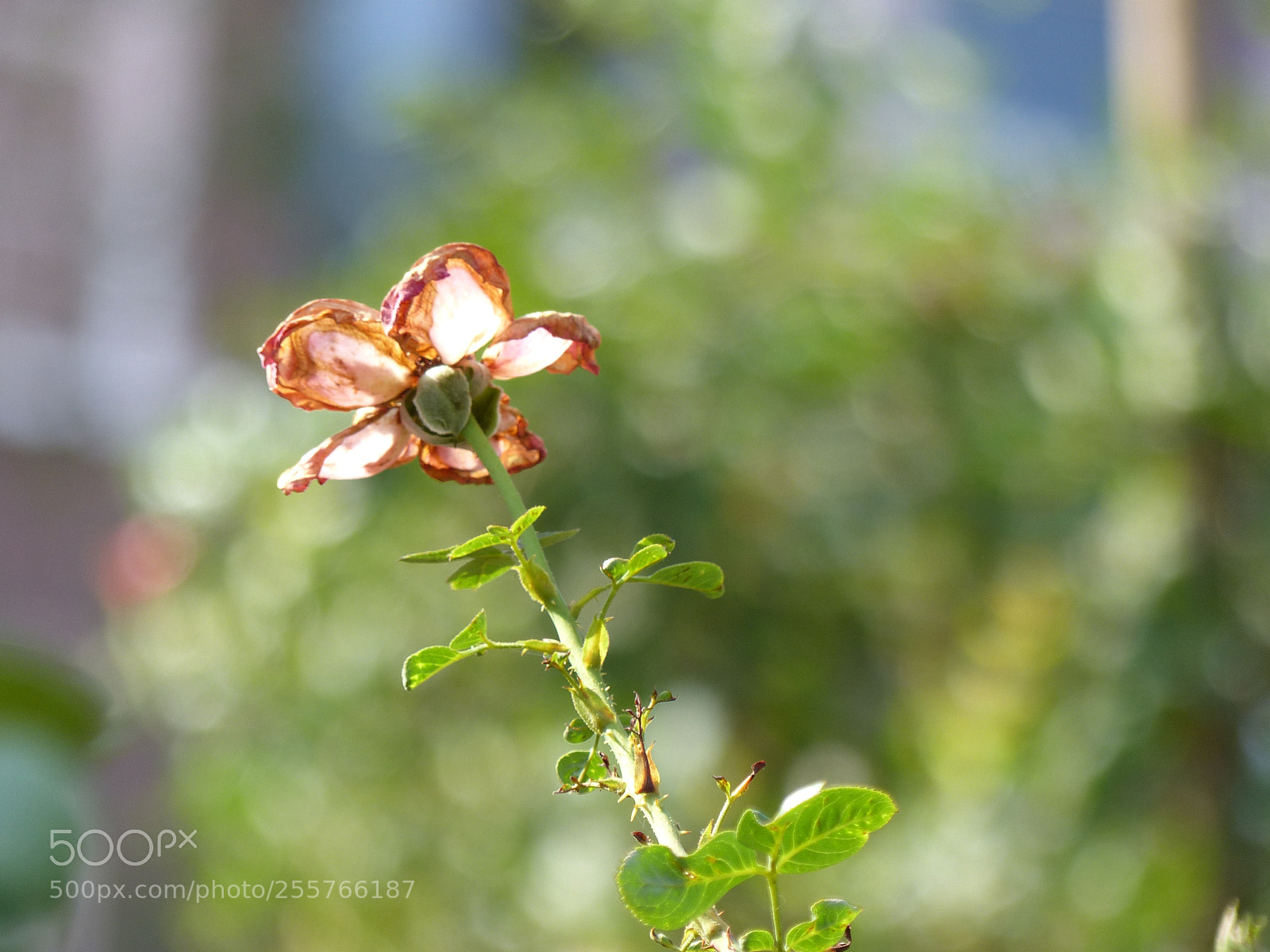 Panasonic Lumix DMC-FZ200 sample photo. Dry rose photography