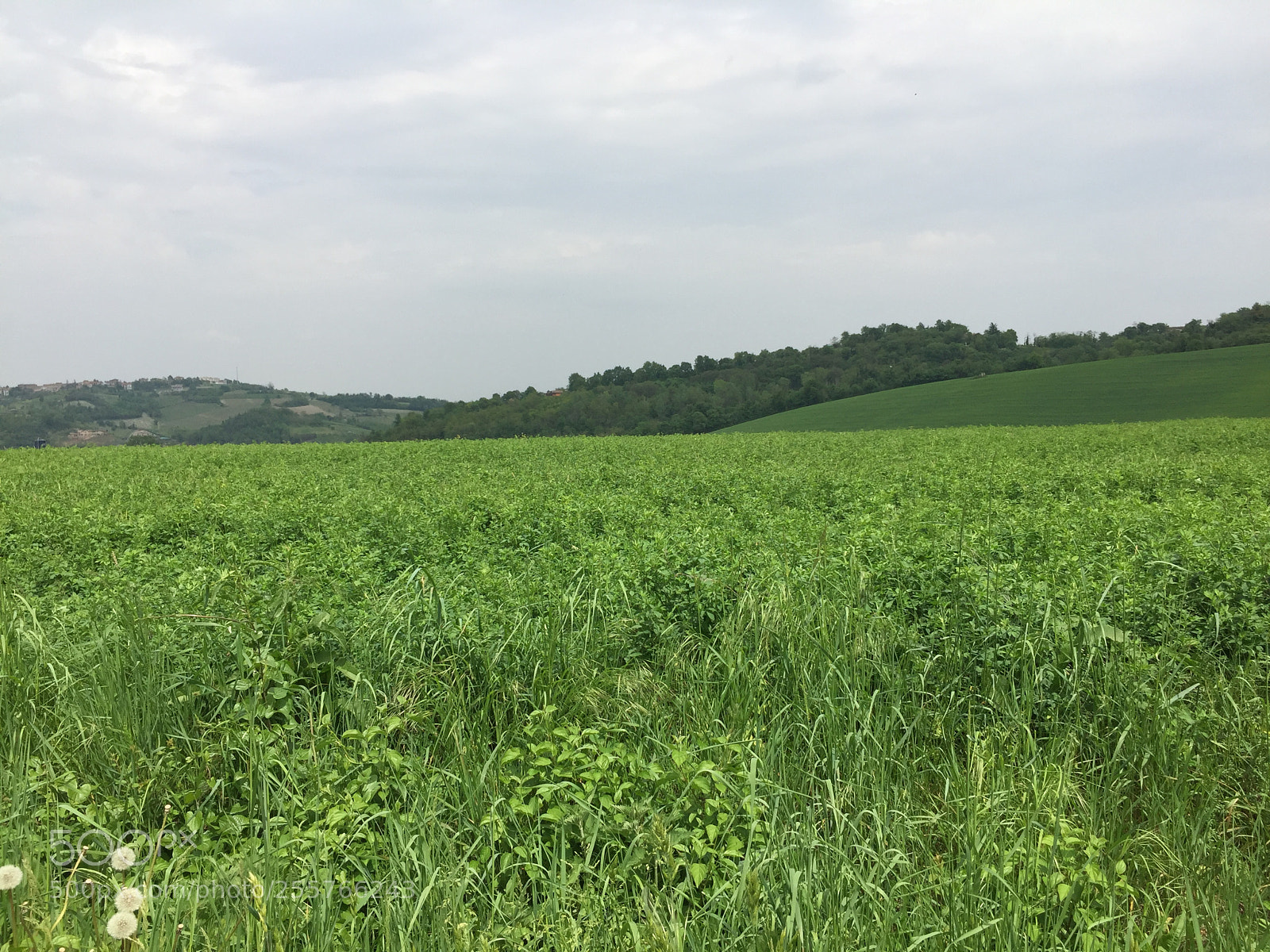 Apple iPhone 6 Plus sample photo. Monferrato hills photography