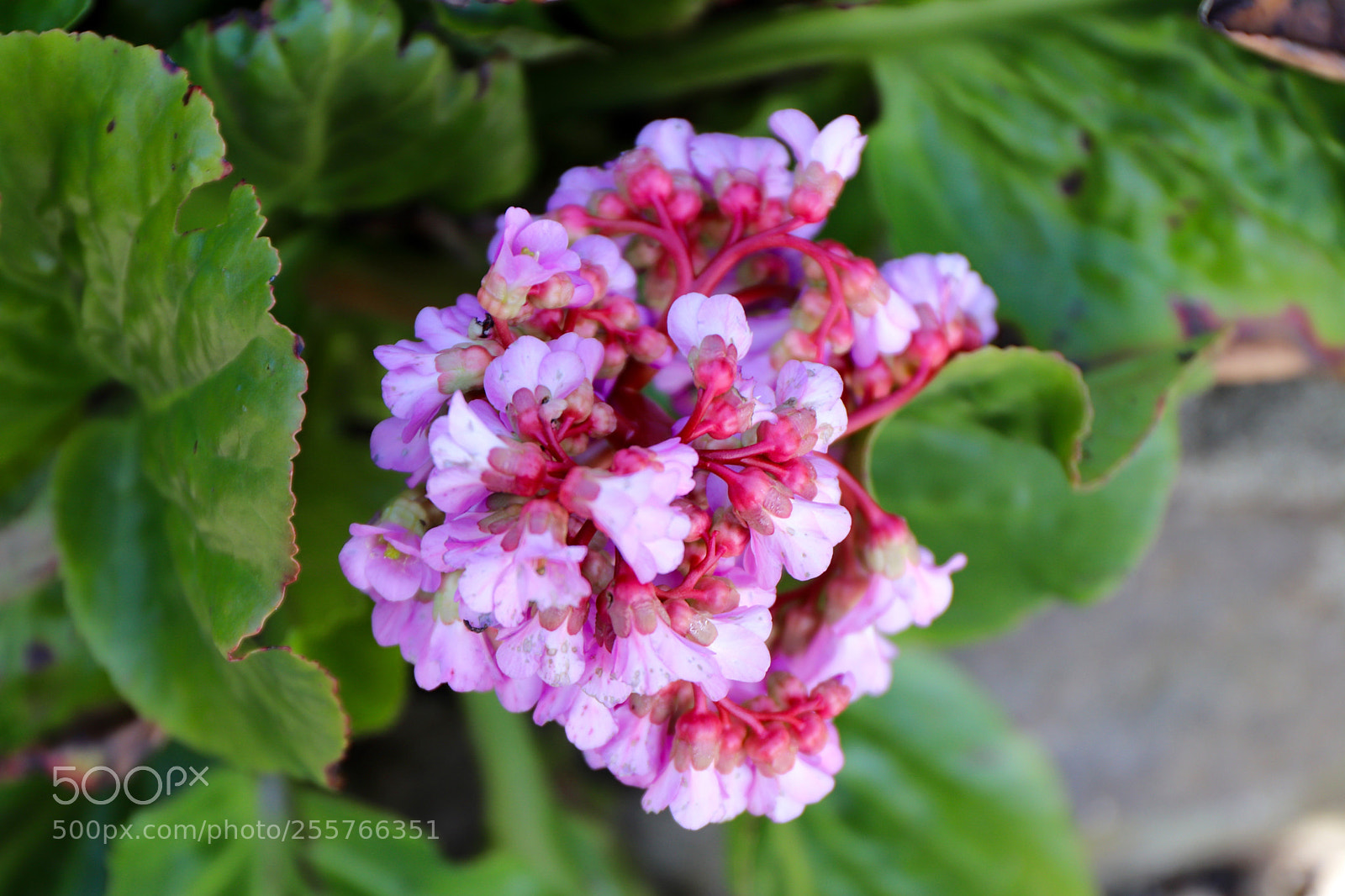 Canon EOS 77D (EOS 9000D / EOS 770D) sample photo. Saxifrage photography
