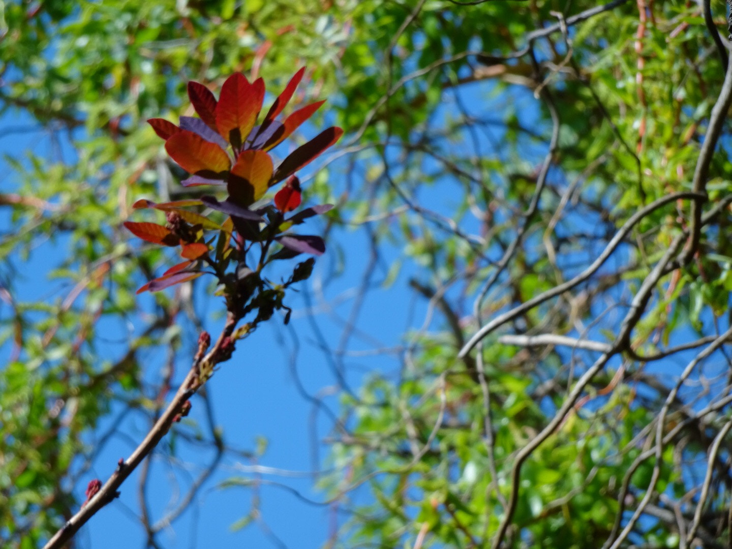 Sony DSC-HX90 sample photo