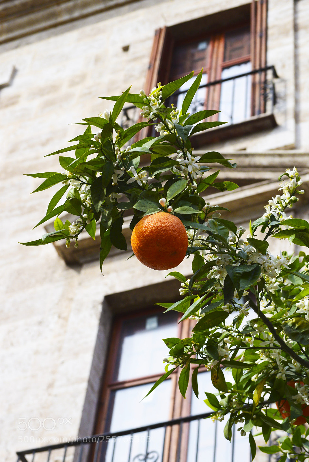 Nikon D3300 sample photo. Orange blossom photography