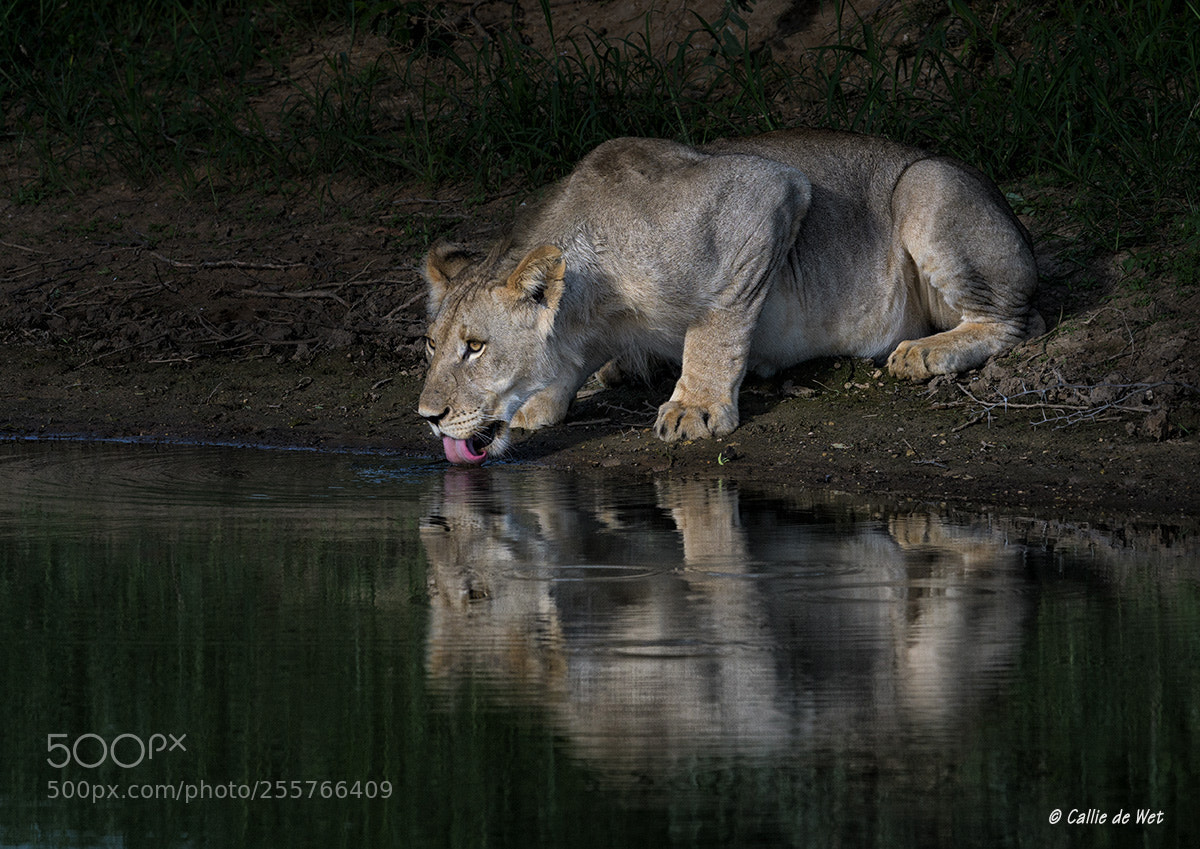 Nikon D500 sample photo. Morning drink photography