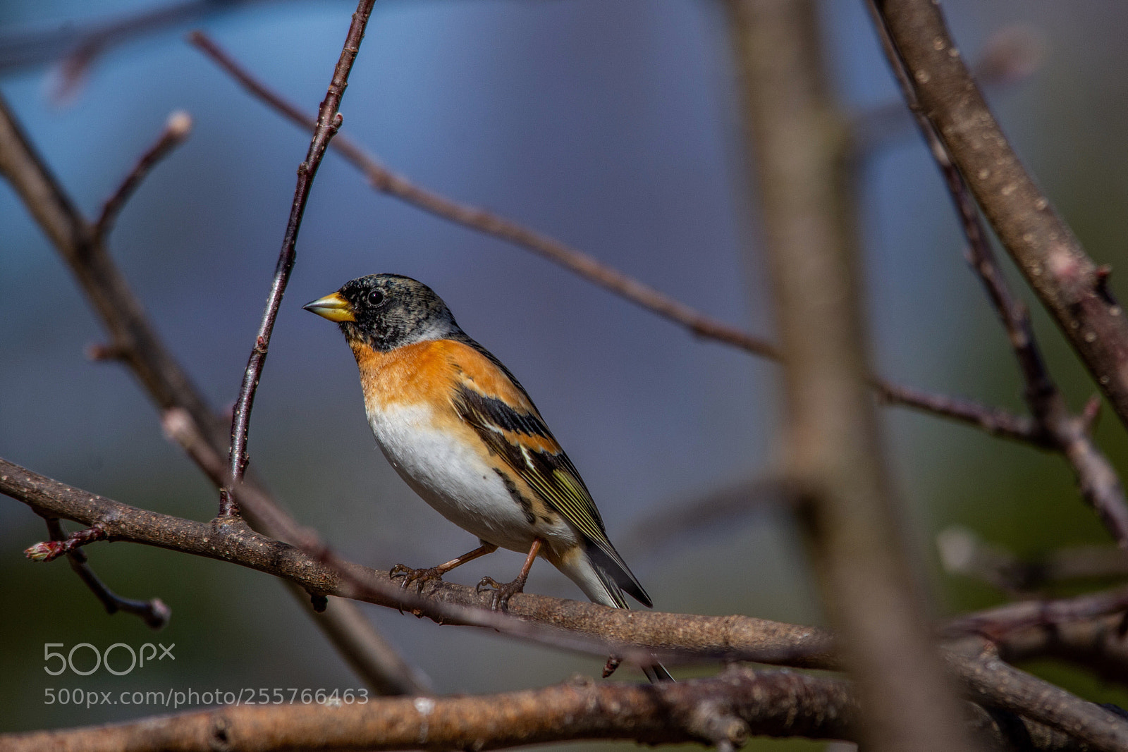Nikon D7200 sample photo. Brambling photography