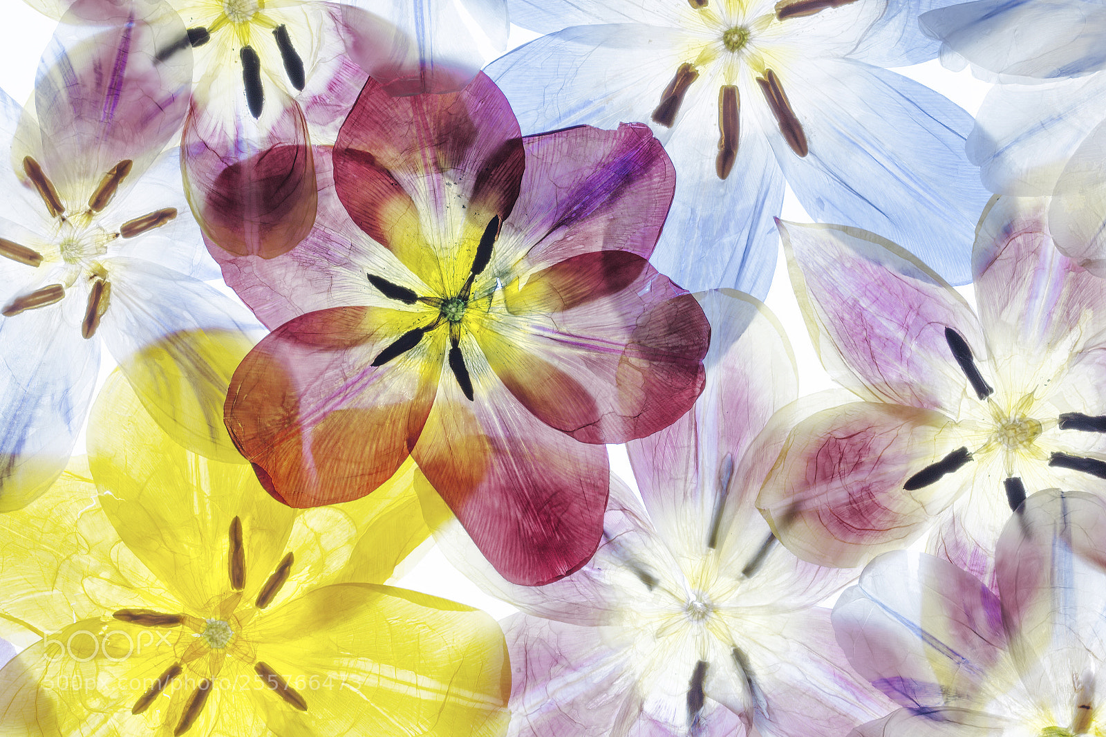 Canon EOS 6D sample photo. Tulips photography