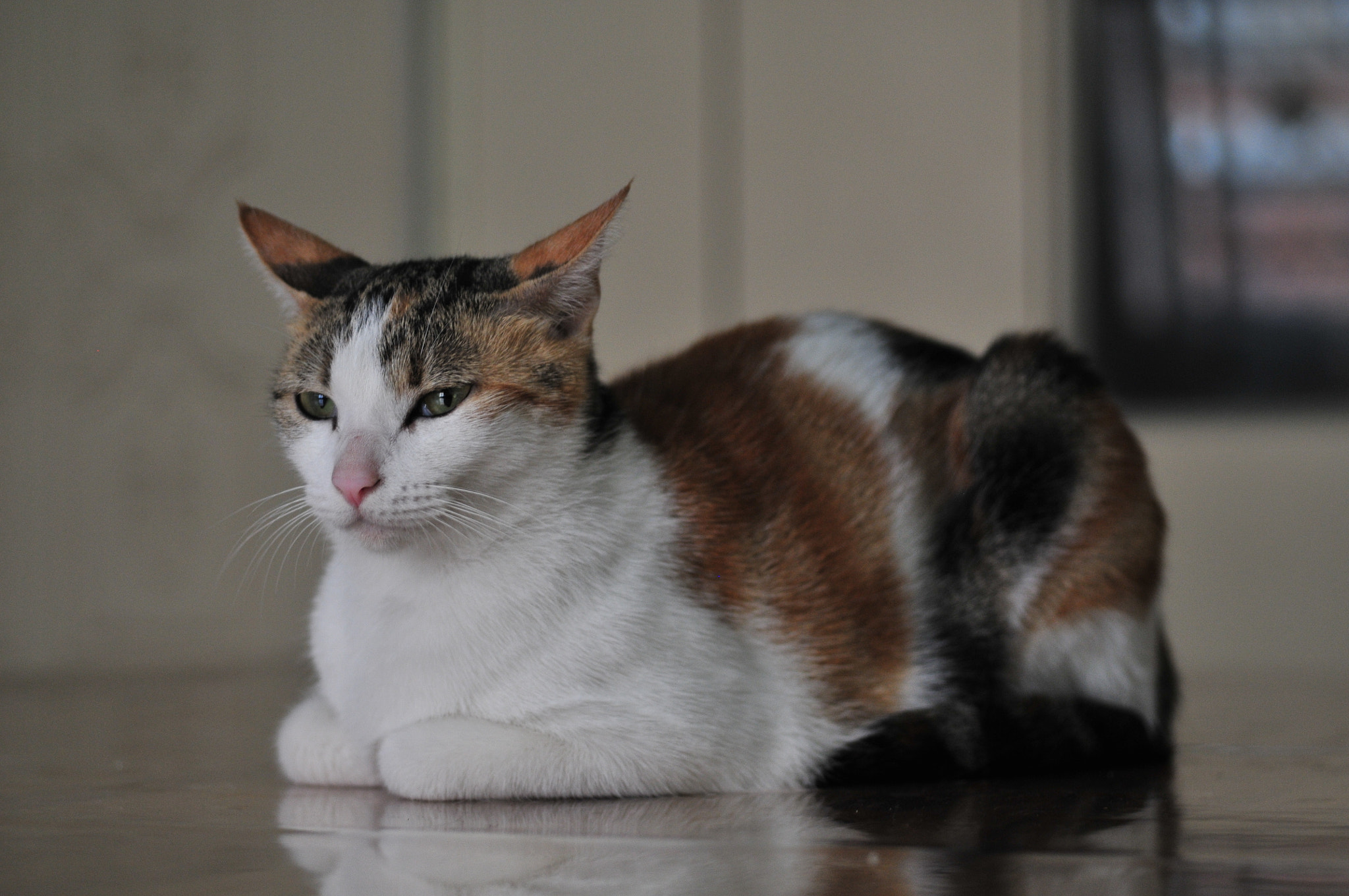 Nikon D300 sample photo. Lucky photography