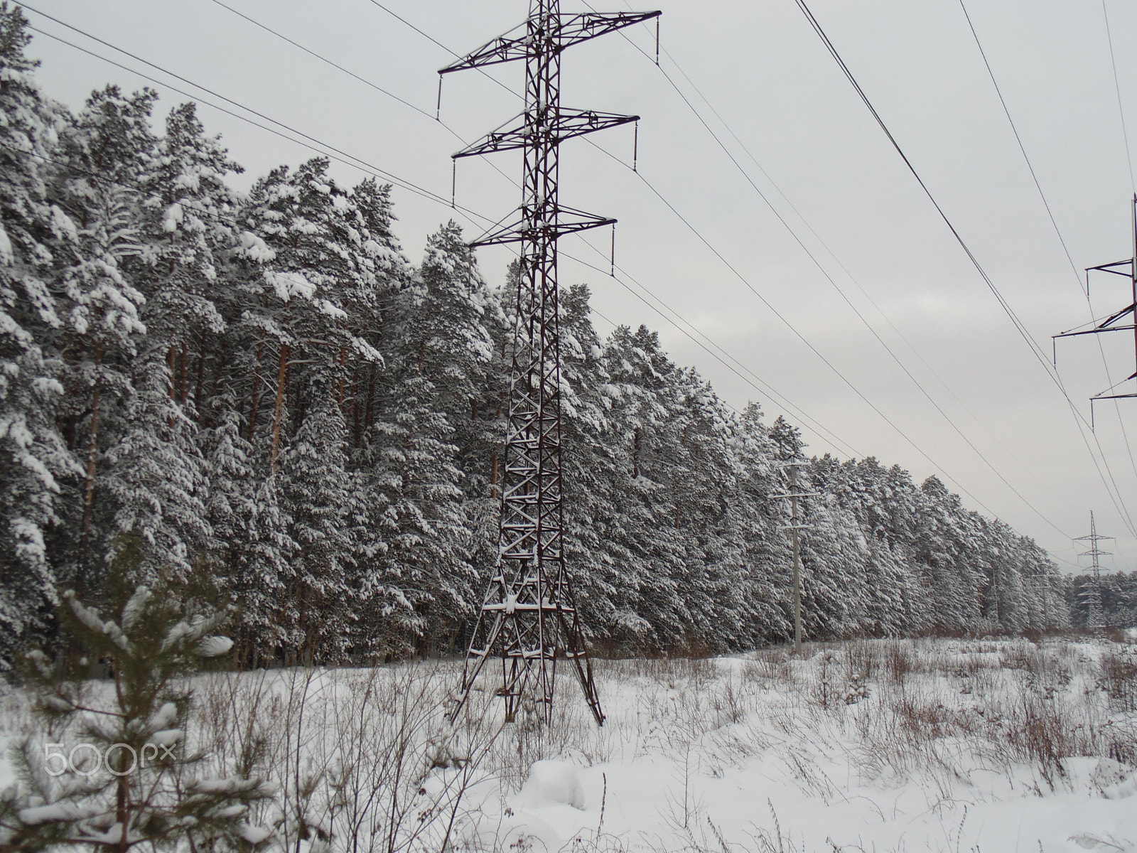 Sony DSC-H100 sample photo. Winter forest photography