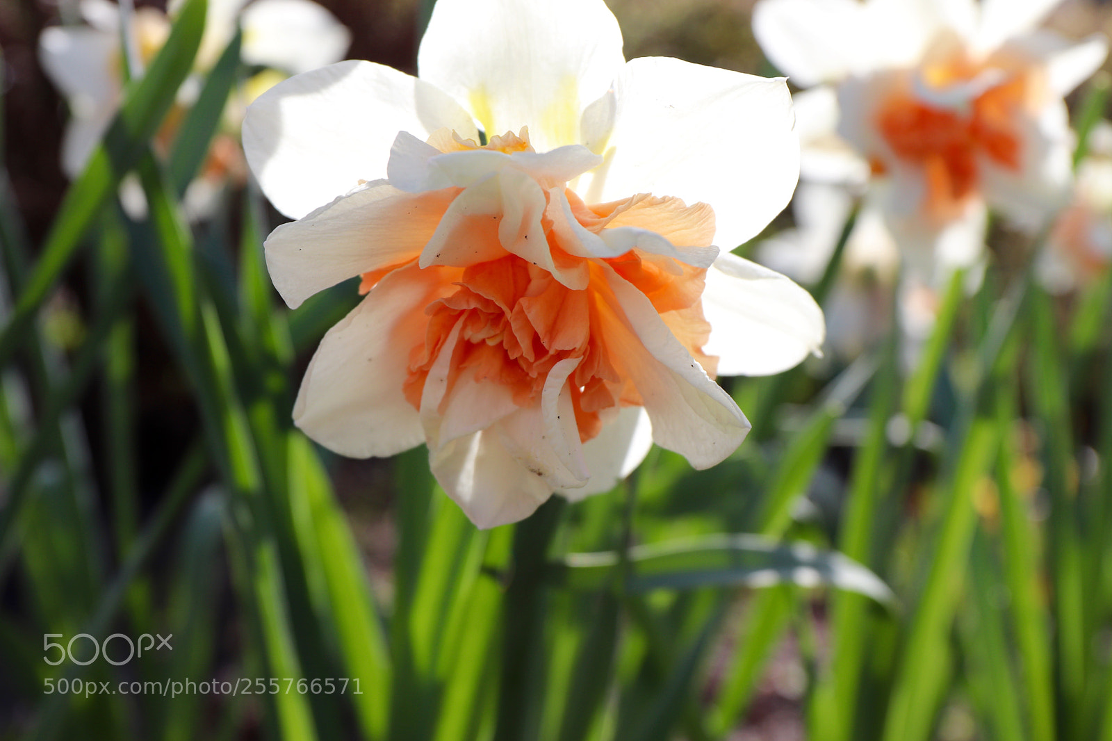 Canon EOS 77D (EOS 9000D / EOS 770D) sample photo. Daffodil photography