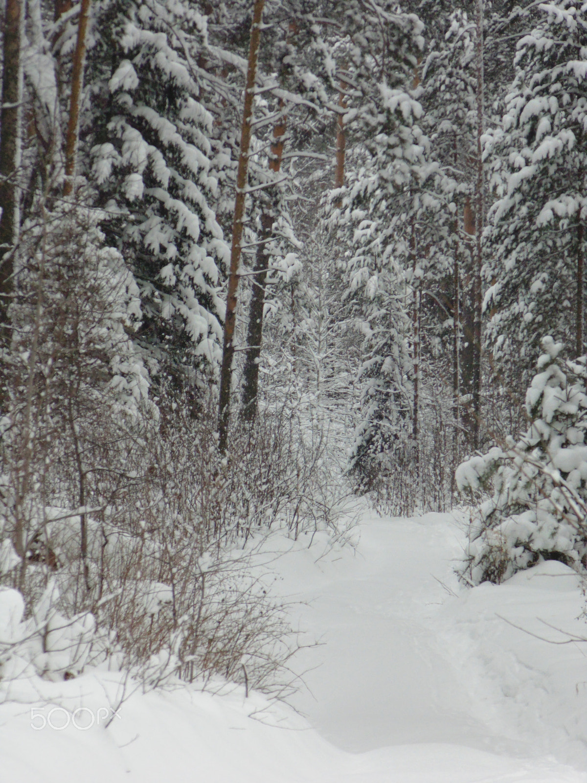 Sony DSC-H100 sample photo. Winter forest photography