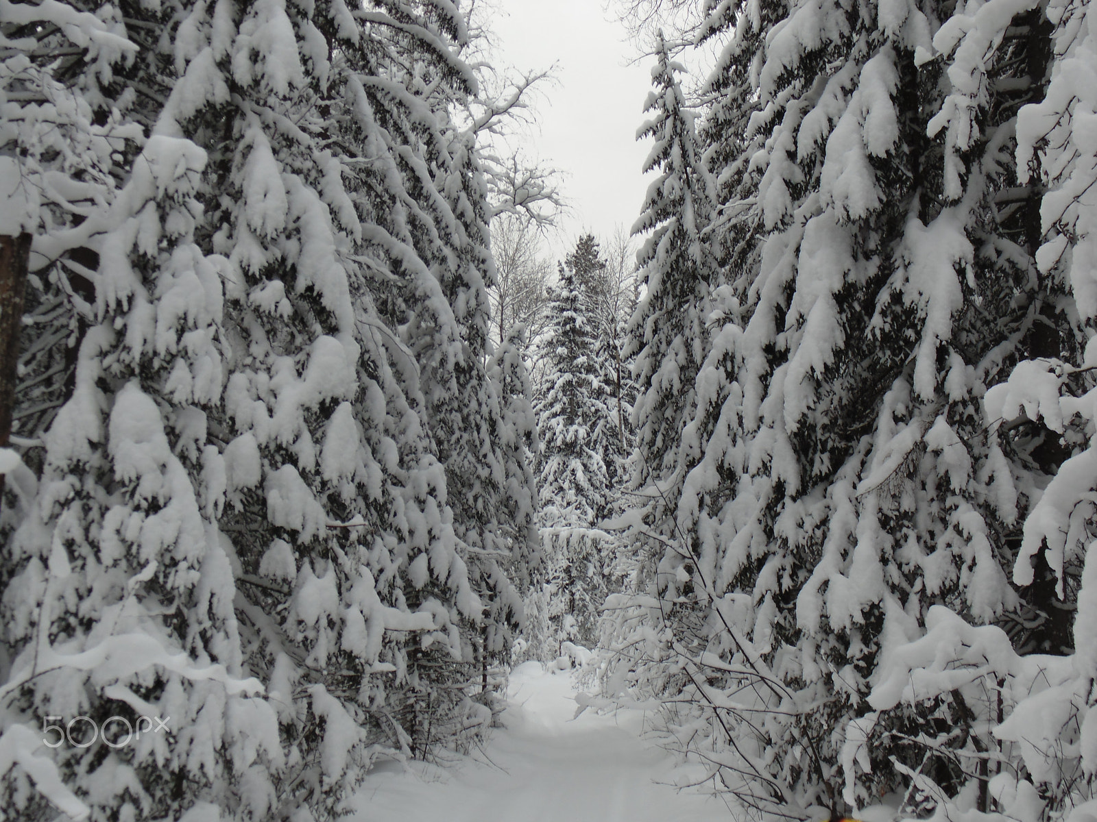 Sony DSC-H100 sample photo. Winter forest photography