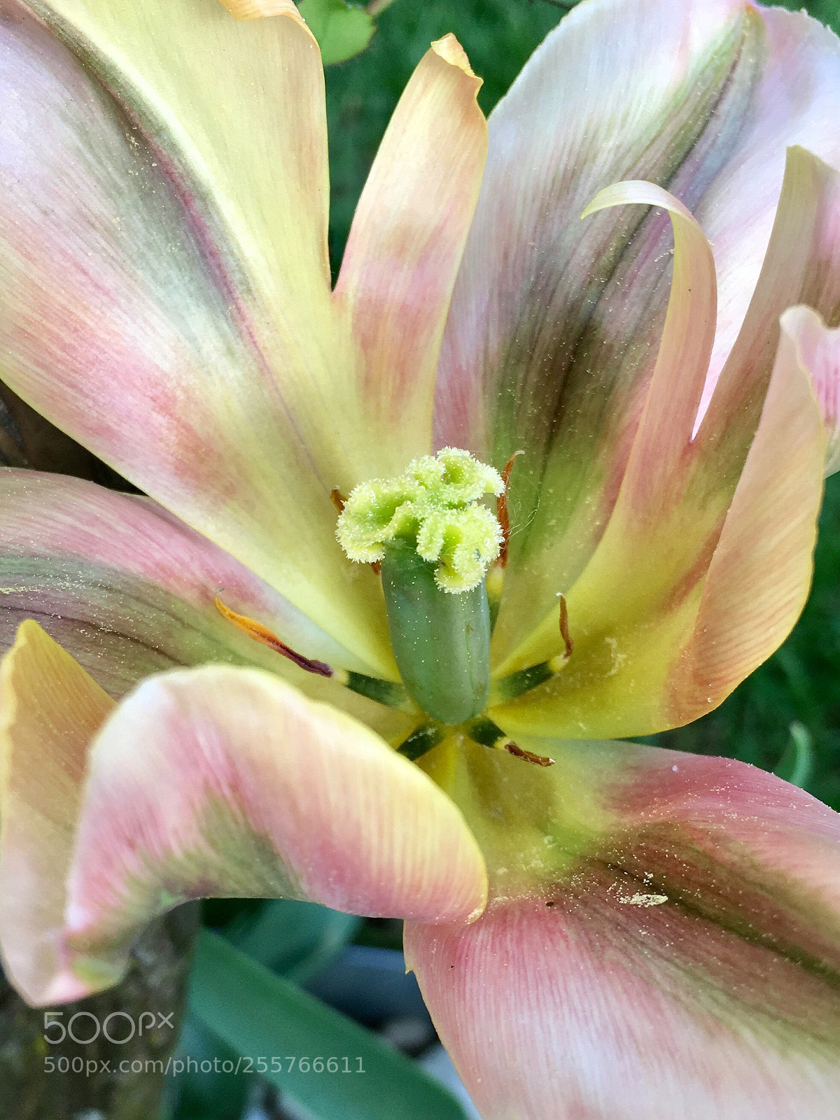 Apple iPhone SE sample photo. Colourful  photography