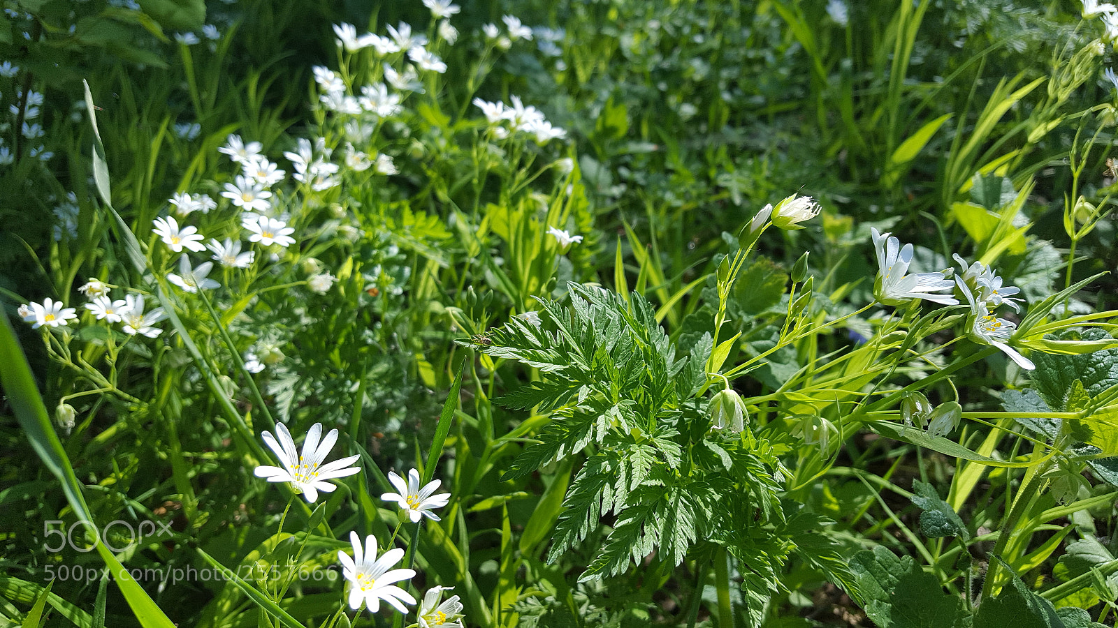 Samsung Galaxy S6 sample photo. Untitled photography