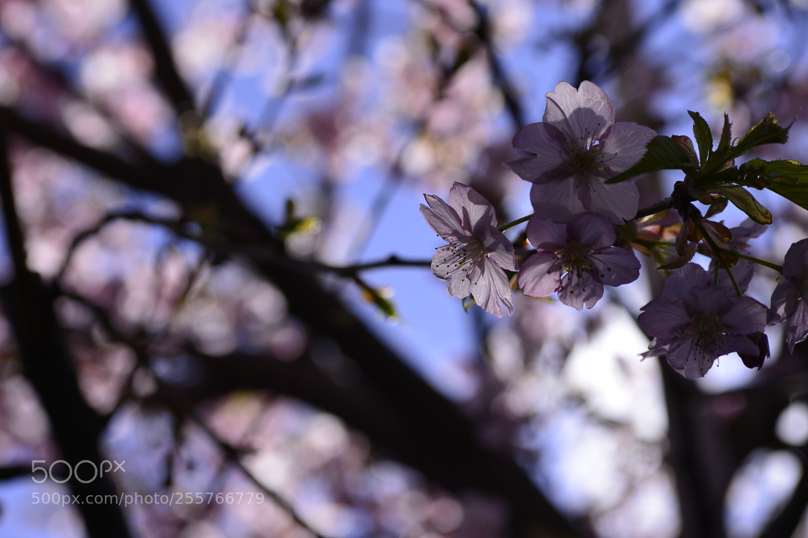 Nikon D800E sample photo. Untitled photography