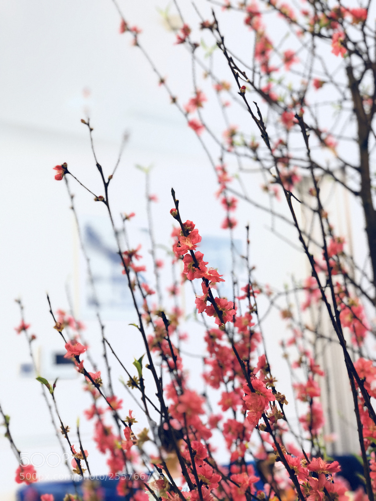 Apple iPhone X sample photo. Spring time photography