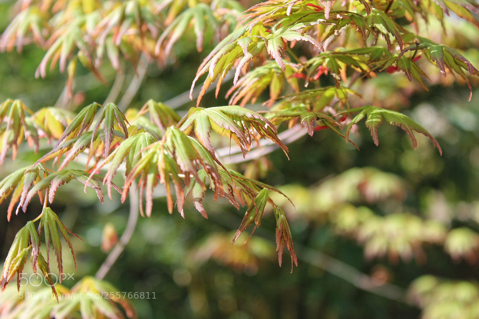 Canon EOS 600D (Rebel EOS T3i / EOS Kiss X5) sample photo. Untitled photography