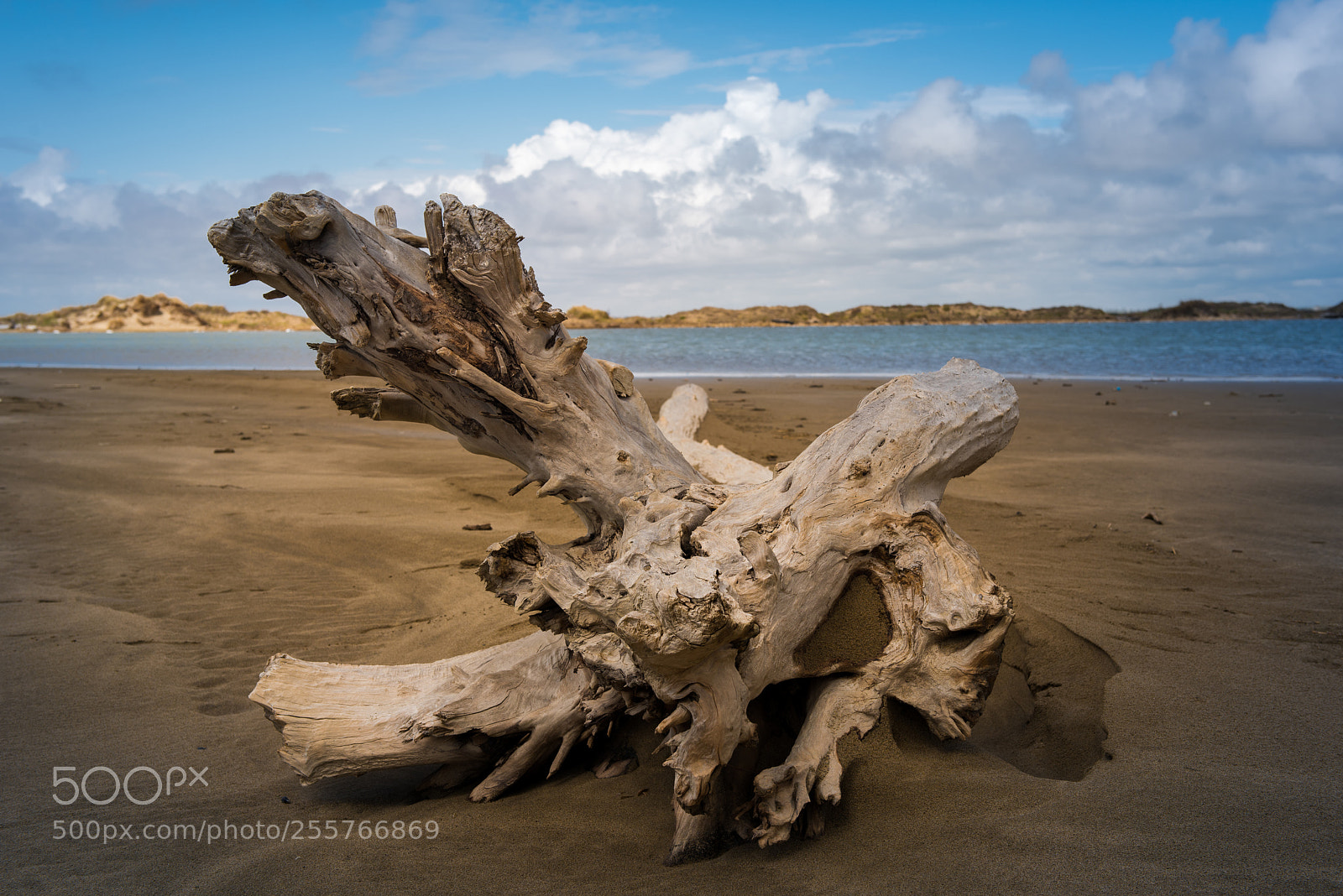 Nikon D810 sample photo. Drift wood photography