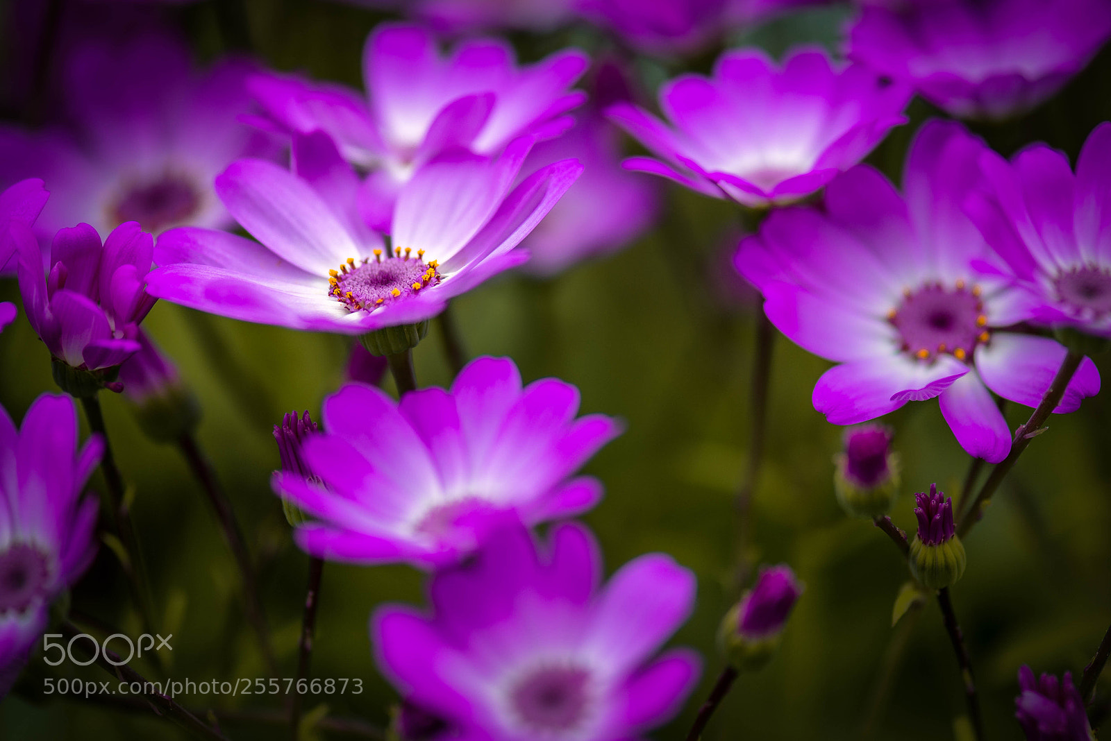 Nikon D800 sample photo. In bloom photography