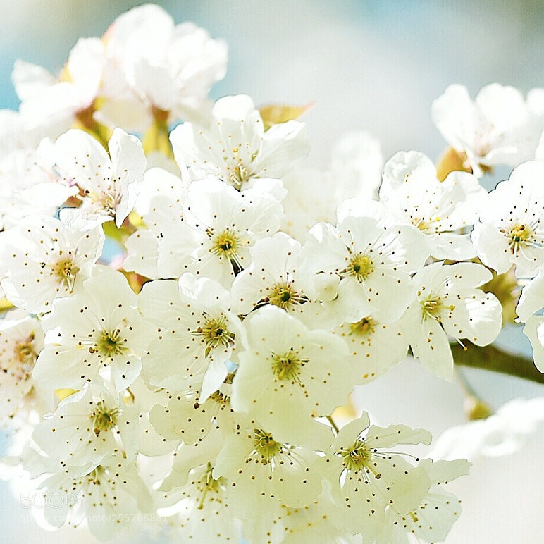 Nikon D5600 sample photo. Blossoming photography