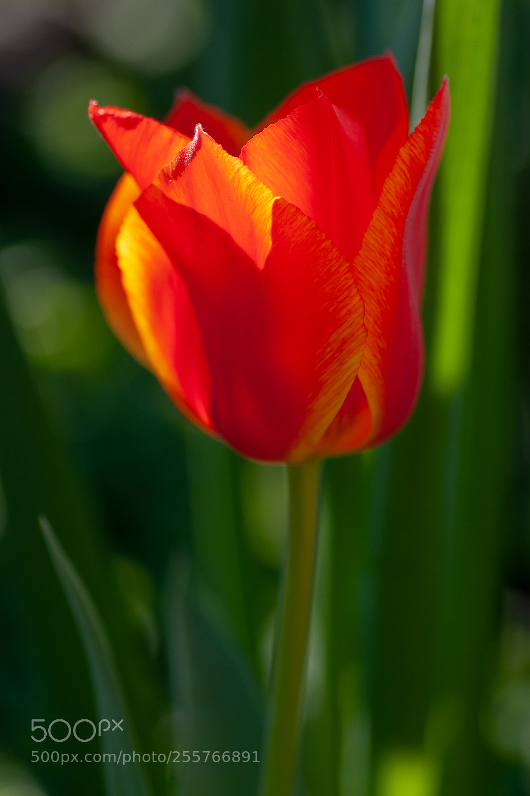 Sony Alpha DSLR-A700 sample photo. April photography