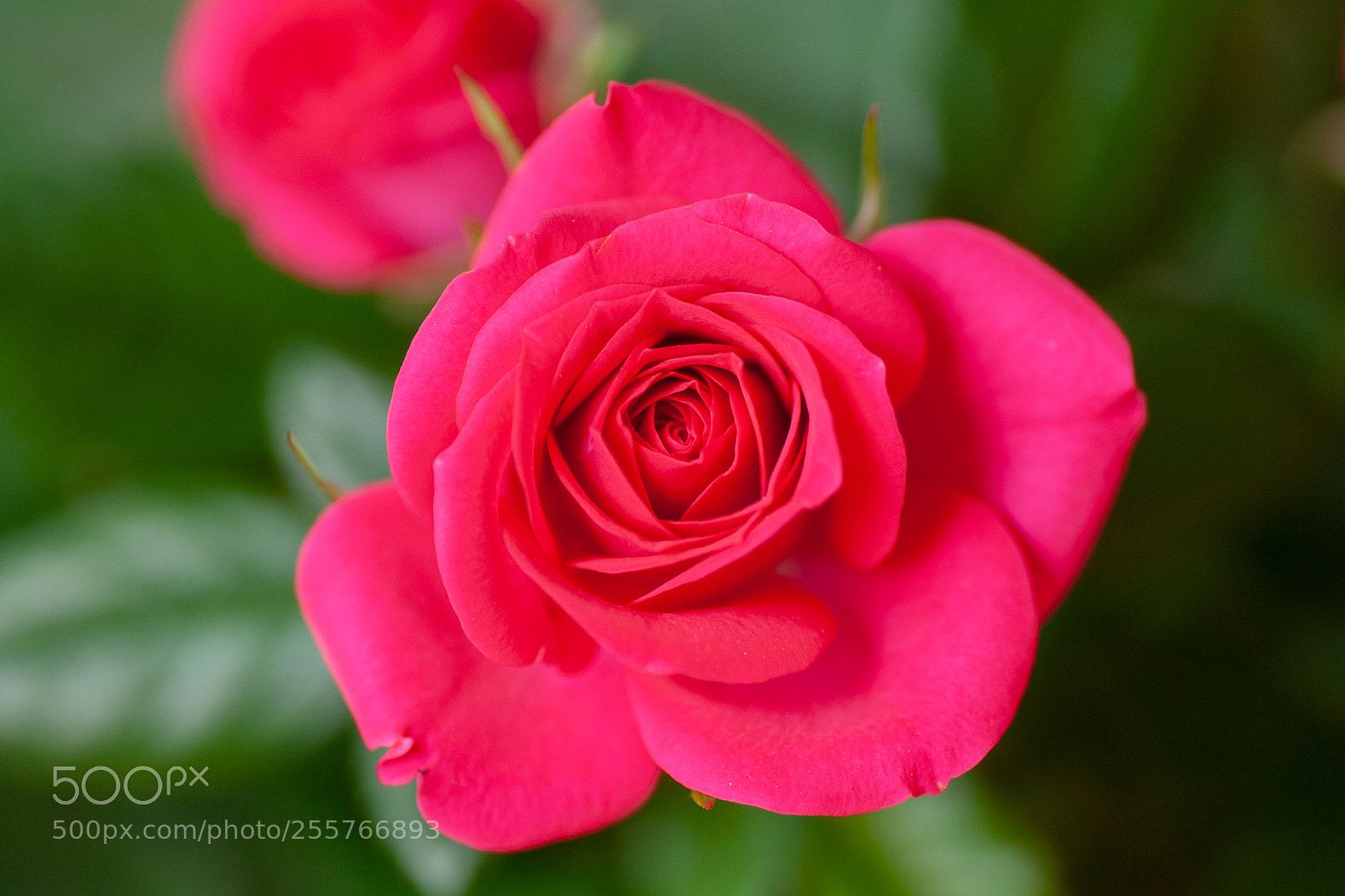 Sony Alpha DSLR-A700 sample photo. April photography