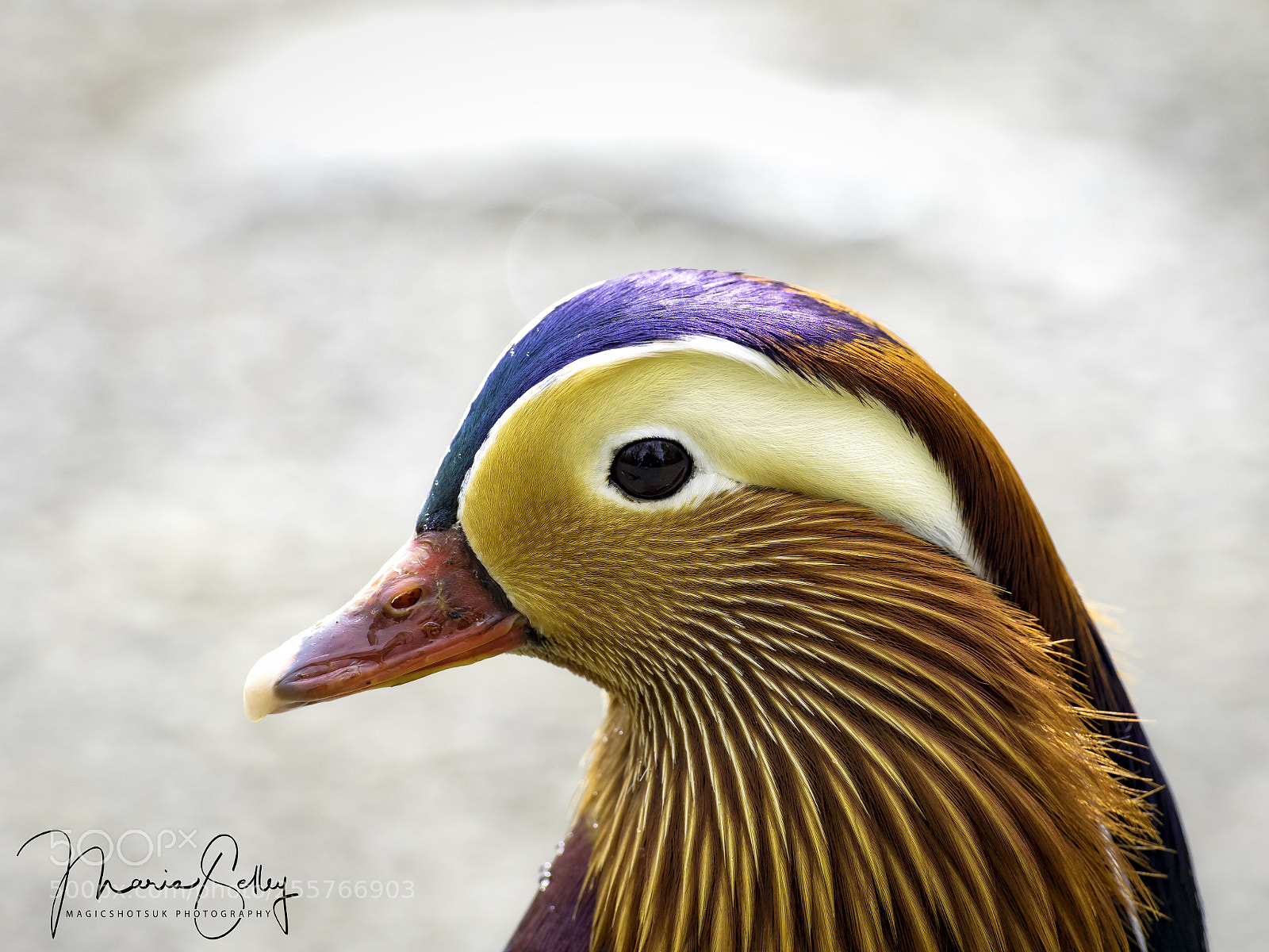 Olympus OM-D E-M1 Mark II sample photo. Mr mandarin photography