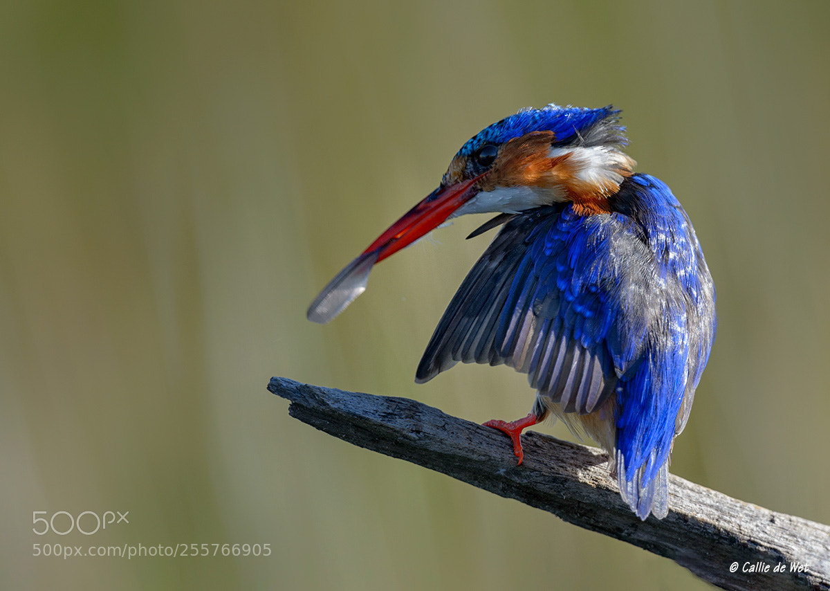 Nikon D4 sample photo. Preening photography