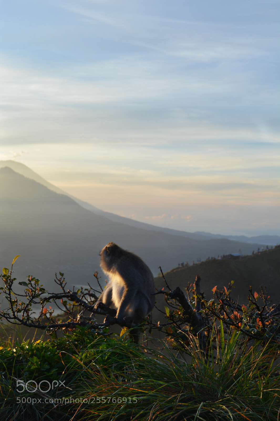 Nikon D5200 sample photo. Monkey looking out in photography