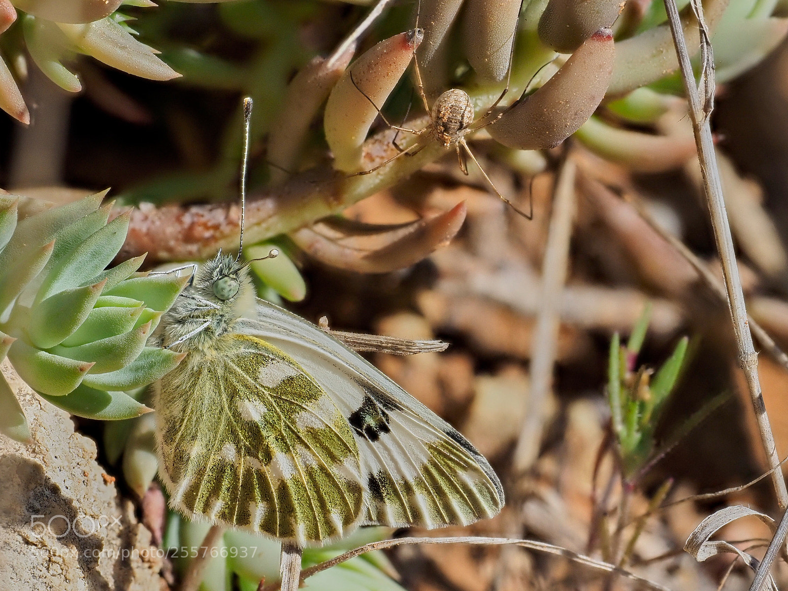 Olympus OM-D E-M1 Mark II sample photo. The butterfly & the spider photography