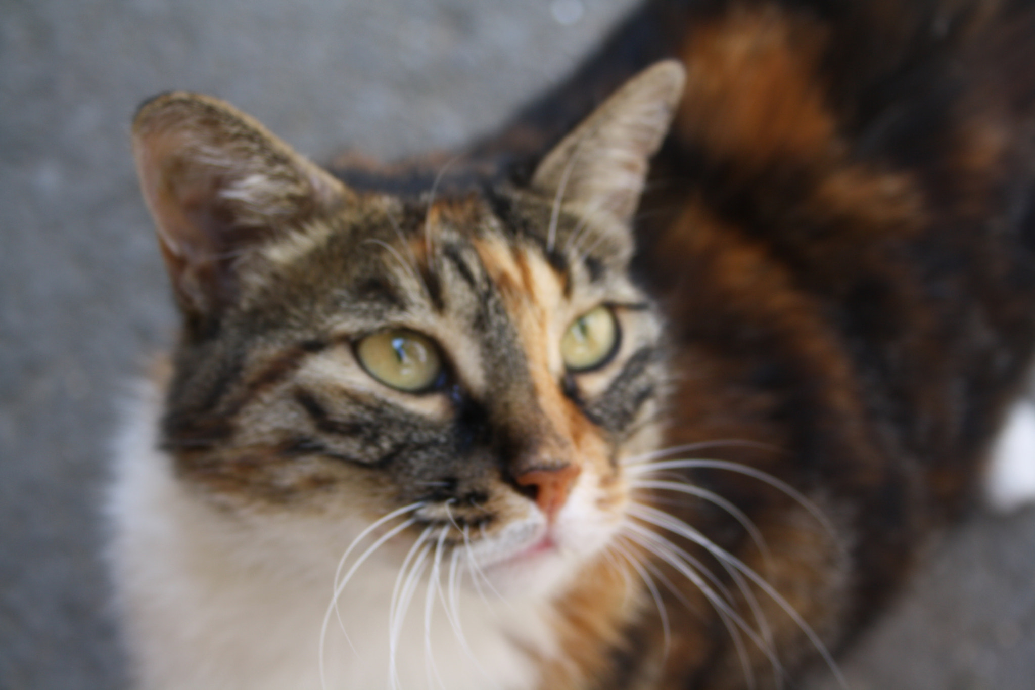 Canon EF-S 18-55mm F3.5-5.6 II sample photo. Kitty photography