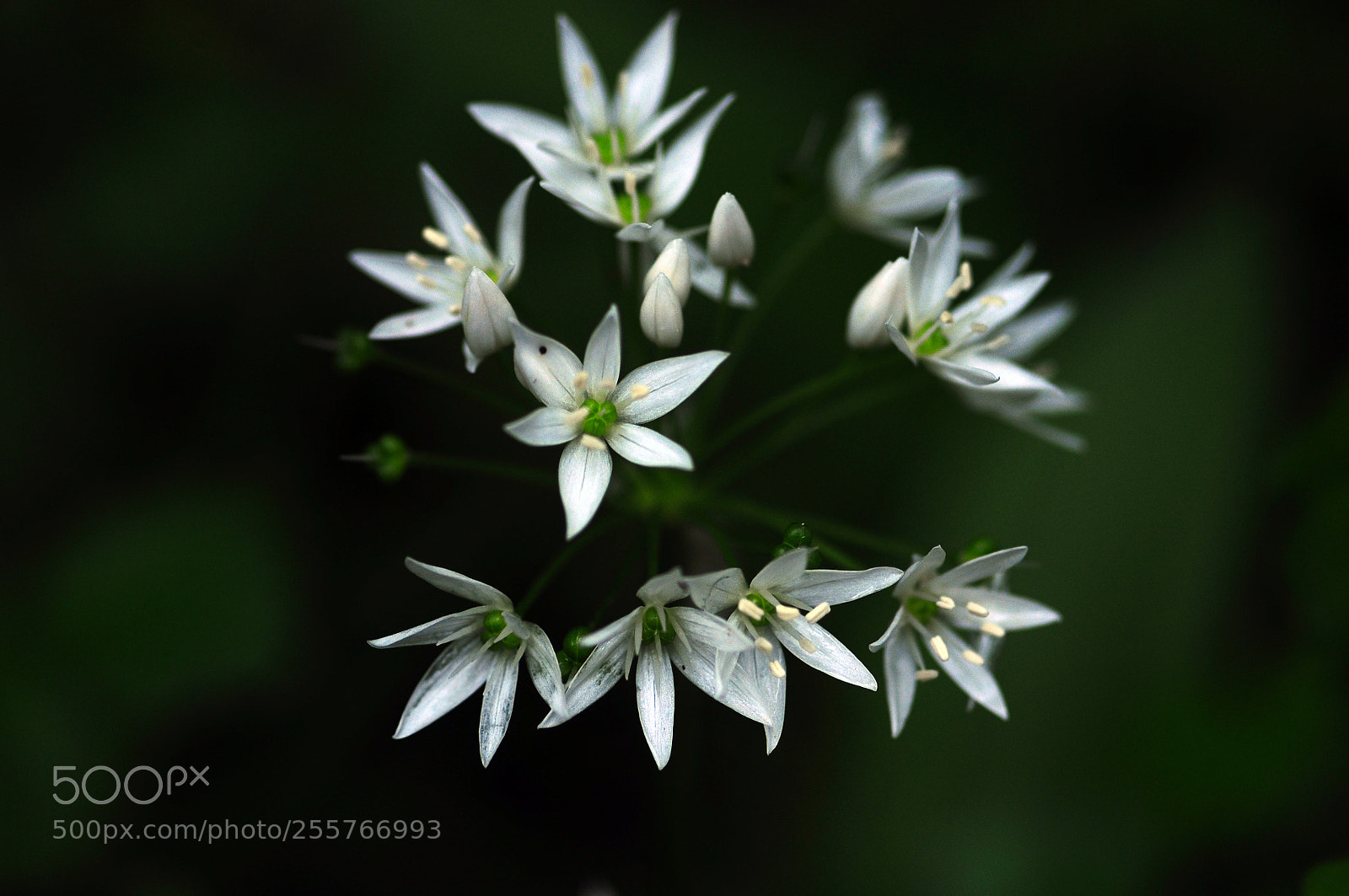 Nikon D90 sample photo. Vegetal fireworks 2 photography