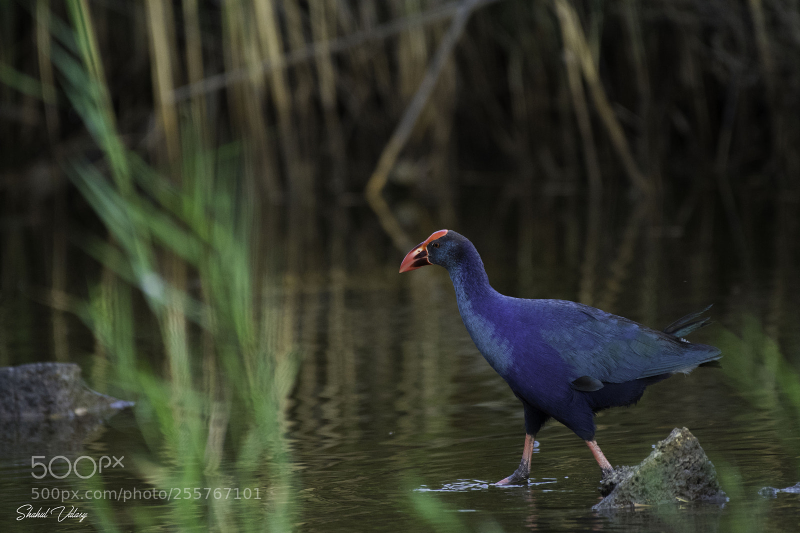 Nikon D500 sample photo. Grey headed -sawmphen photography