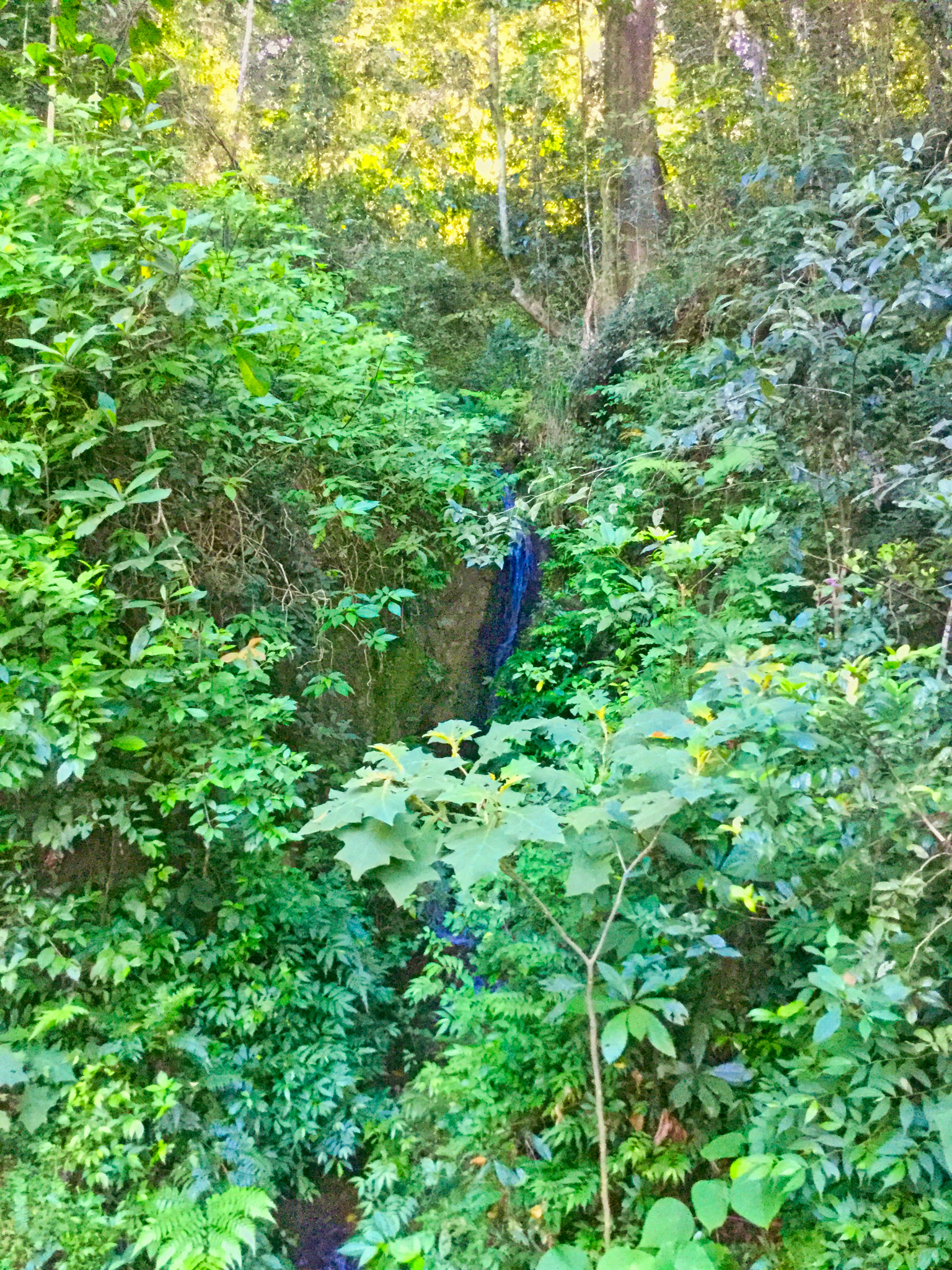 Apple iPad sample photo. Morning light in forest photography