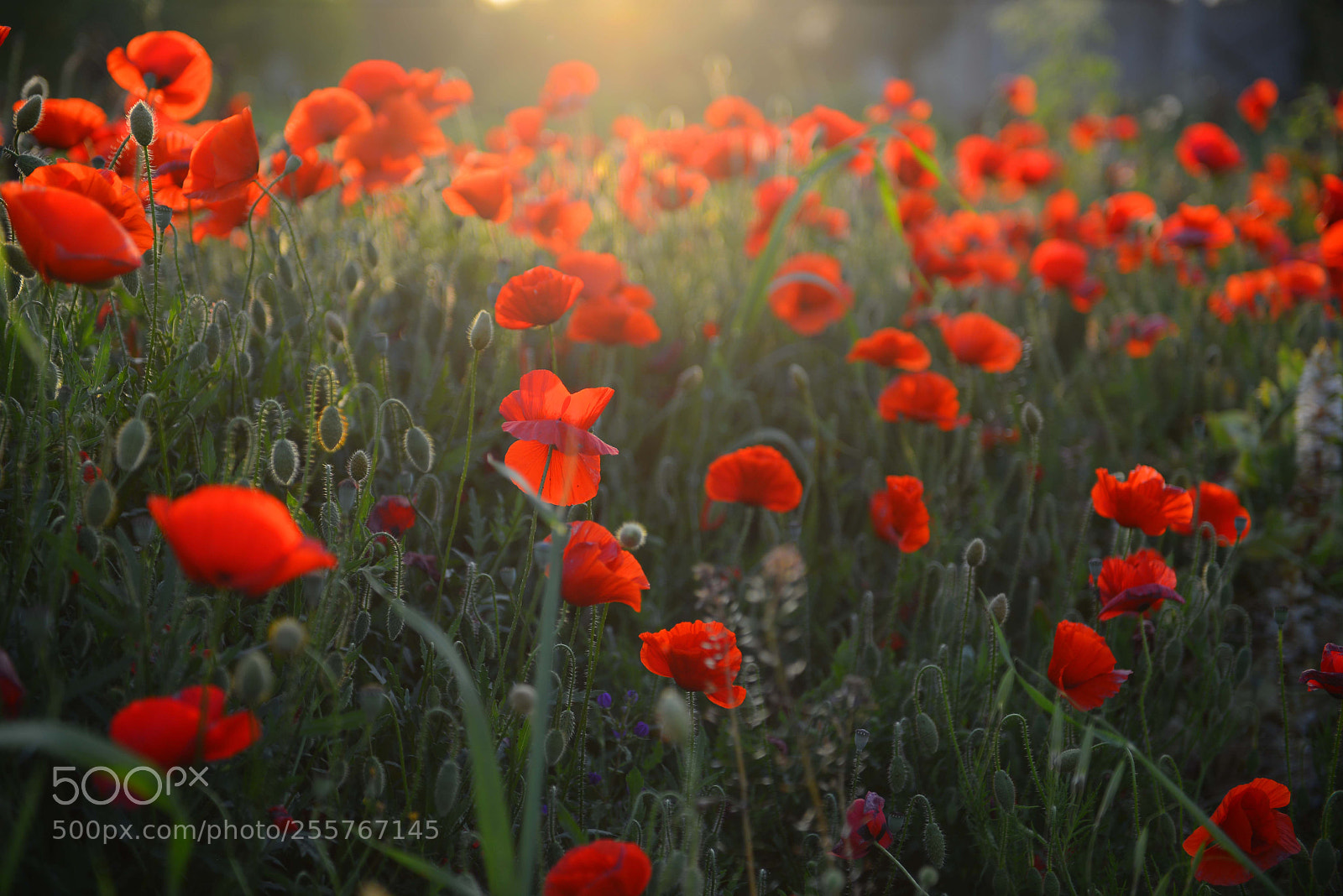 Nikon D600 sample photo. Poppy photography