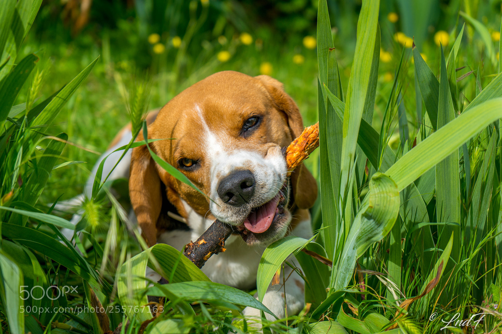 Sony a7 sample photo. Stick lover photography