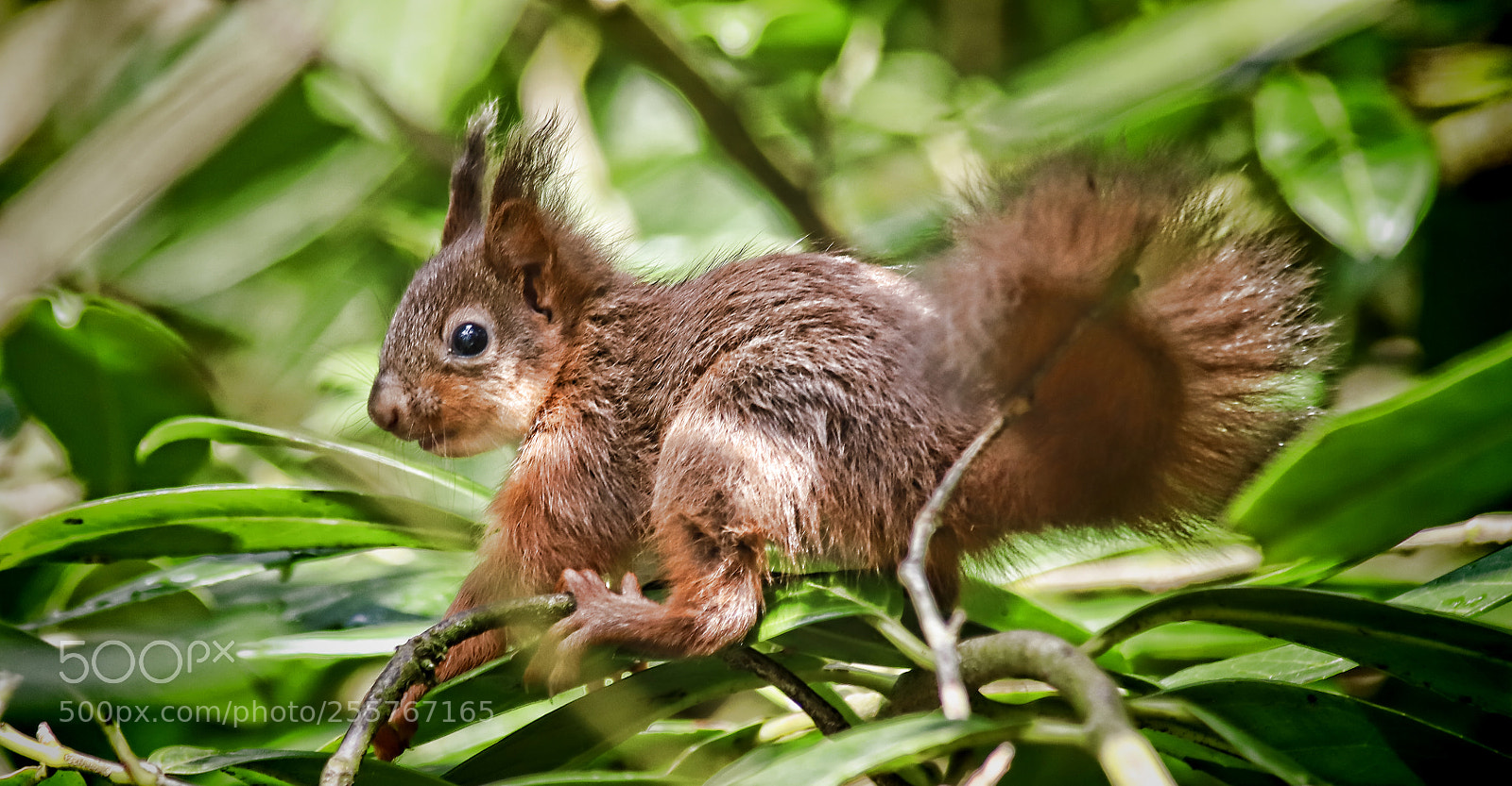 Canon EOS 6D Mark II sample photo. Red squirrel photography