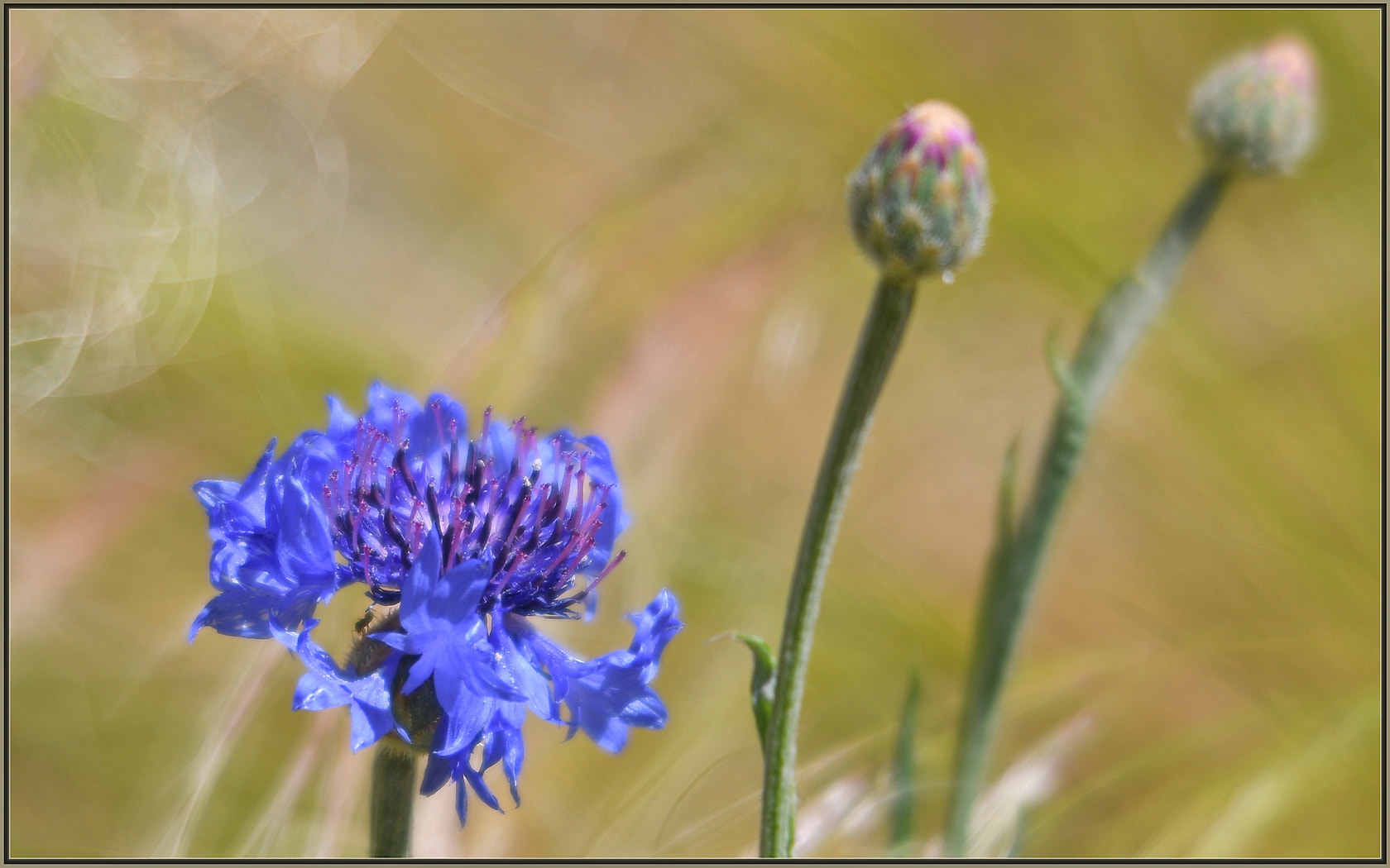 Sigma 120-400mm F4.5-5.6 DG OS HSM sample photo. Wind-whipped cornflower photography