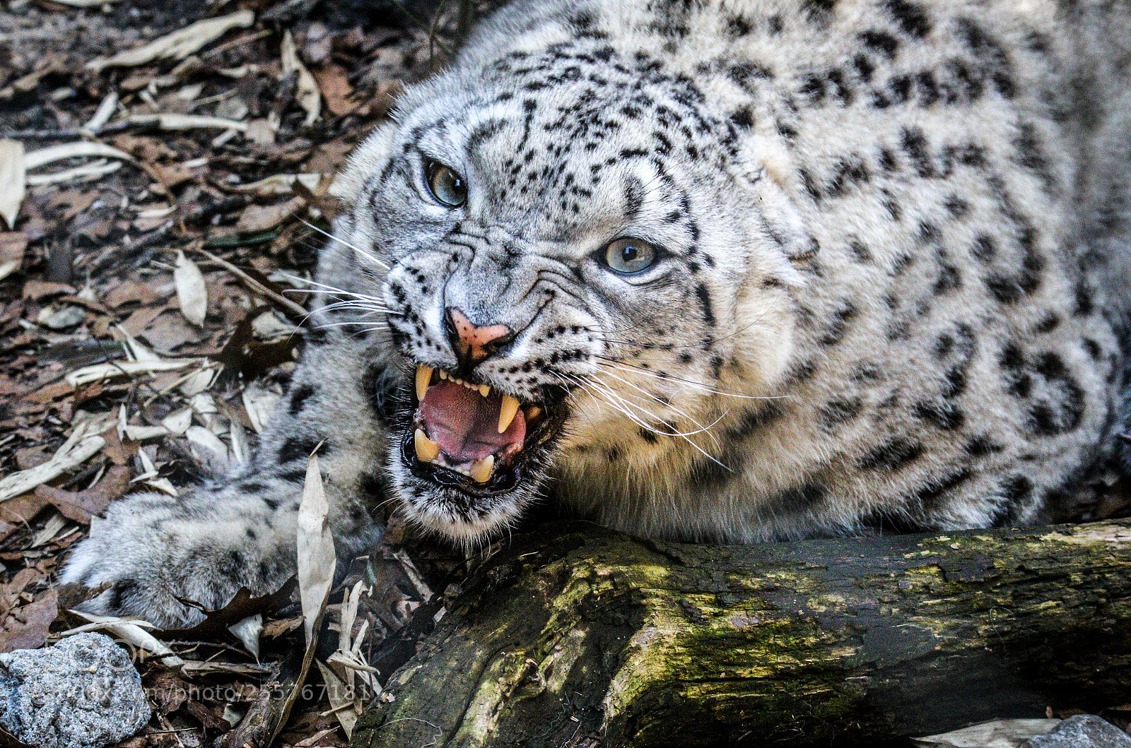 Canon EOS 70D sample photo. Snow leopard photography